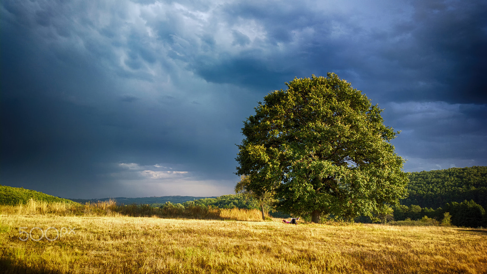 Nokia 808 PureView sample photo. Big oak photography