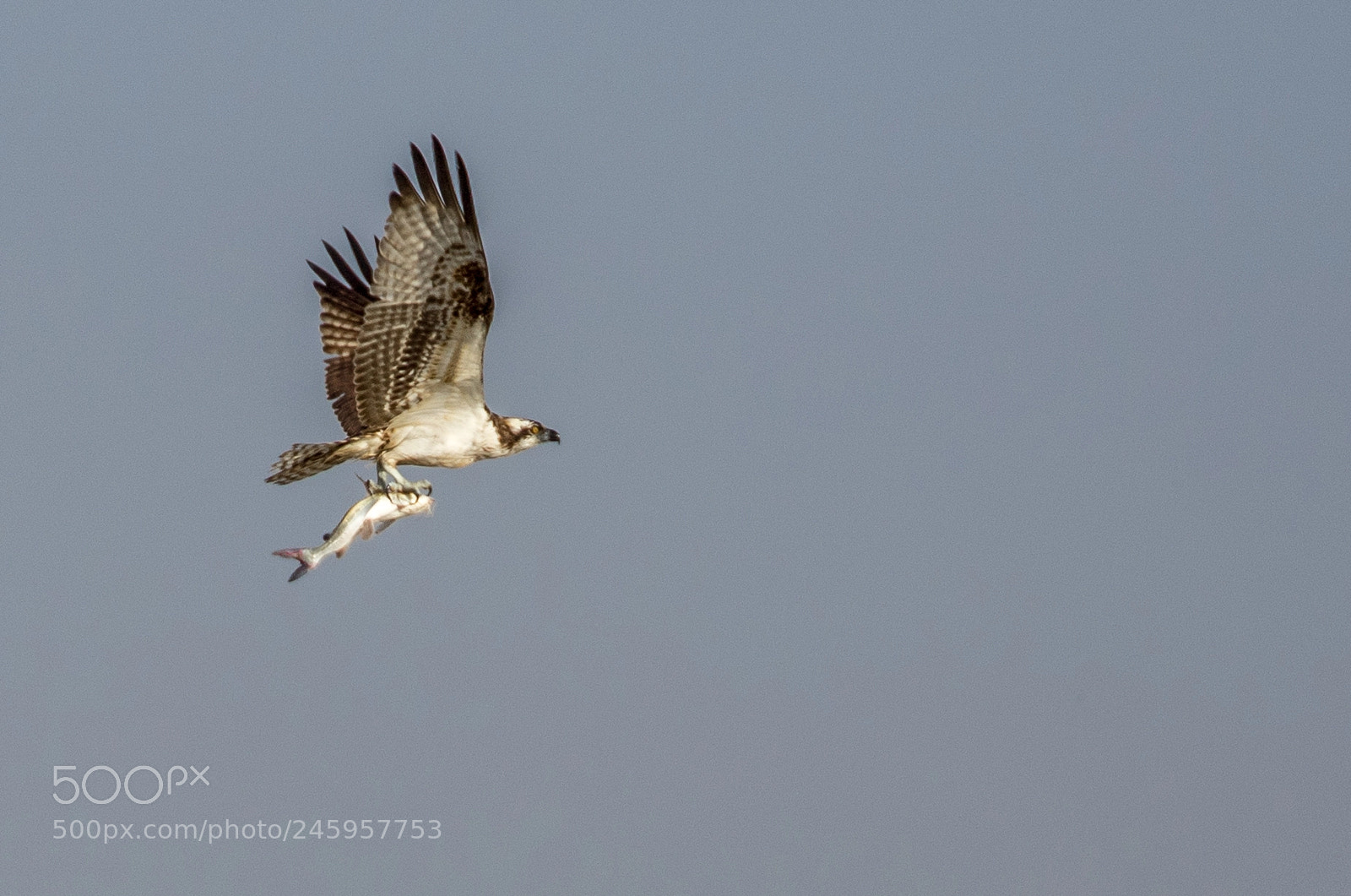 Canon EOS 7D Mark II sample photo. Osprey with fish photography