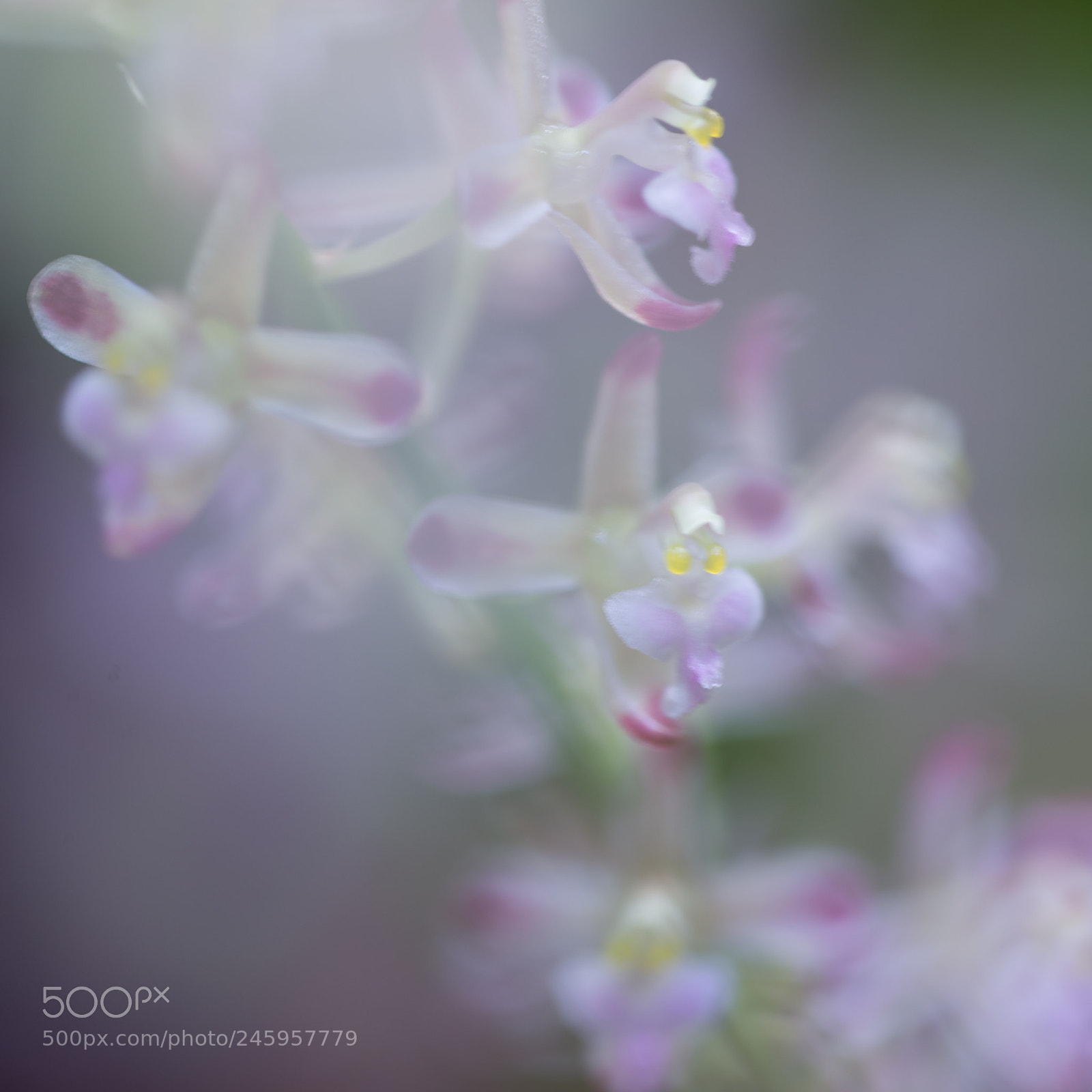 Nikon D610 sample photo. Orchid photography