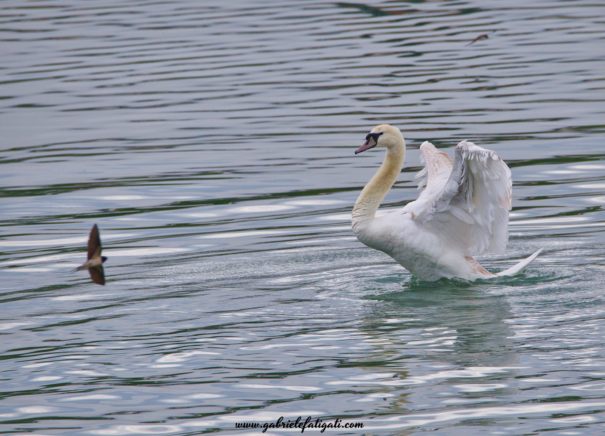 Tamron SP 150-600mm F5-6.3 Di VC USD sample photo. Fight photography