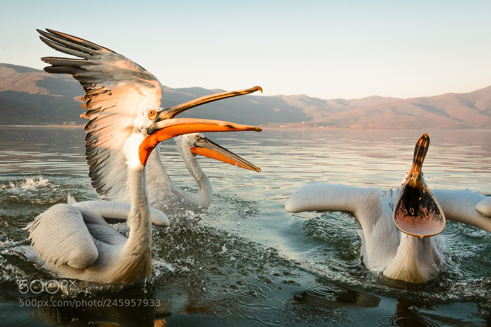Nikon D7100 sample photo. Dalmatian pelicans at kerkini photography