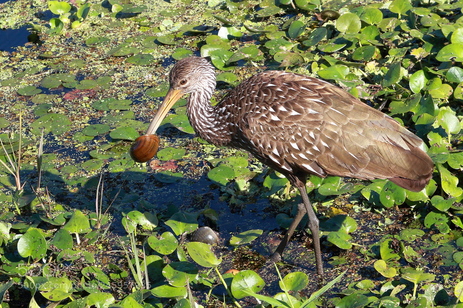 Canon EOS 600D (Rebel EOS T3i / EOS Kiss X5) sample photo. Snail eating ibis photography