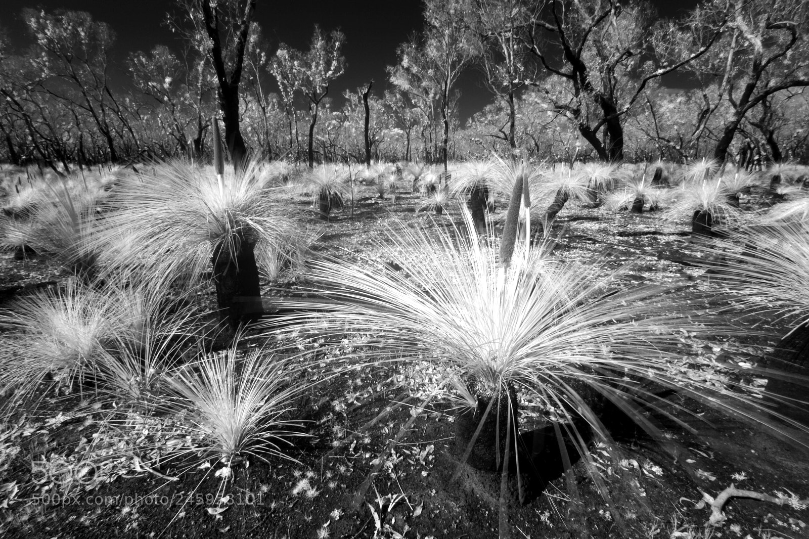 Canon EOS 50D sample photo. Kangaroo tails photography