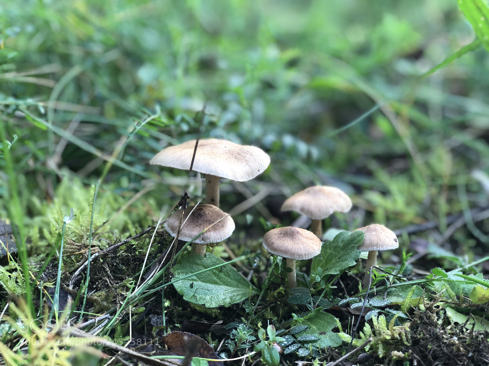 Apple iPhone 8 Plus sample photo. Untitled photography