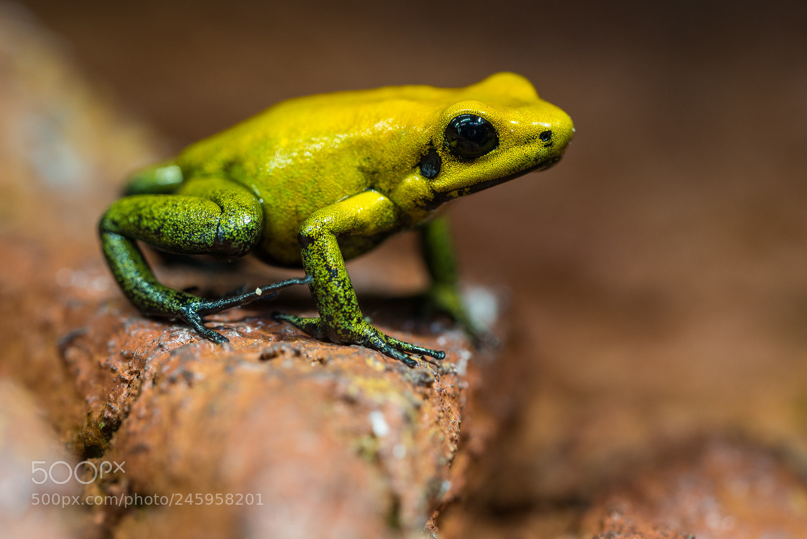 Nikon D610 sample photo. Phyllobates bicolor photography