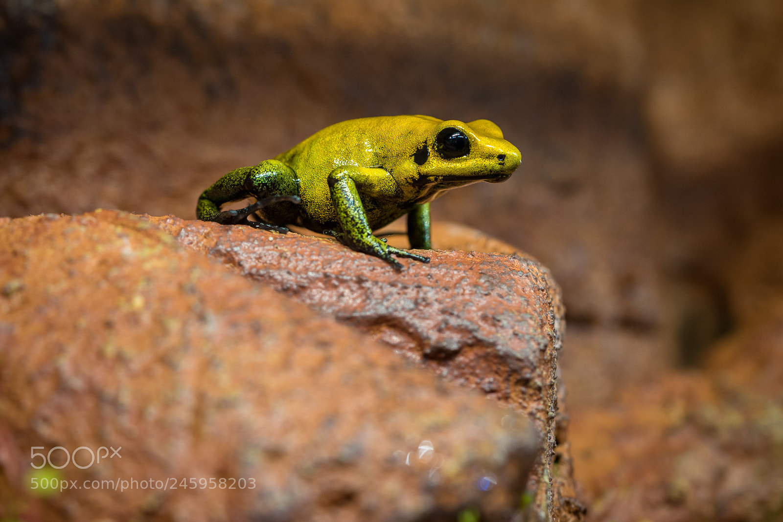 Nikon D610 sample photo. Phyllobates bicolor photography