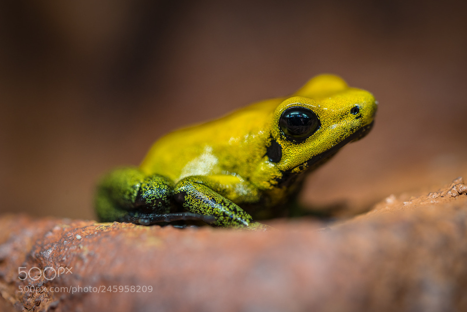Nikon D610 sample photo. Phyllobates bicolor photography