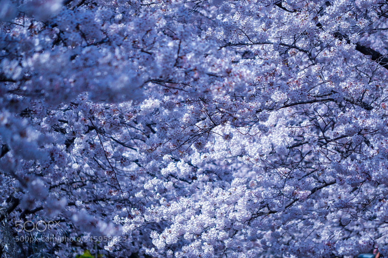 Nikon D3100 sample photo. Climax of cherry blossoms photography