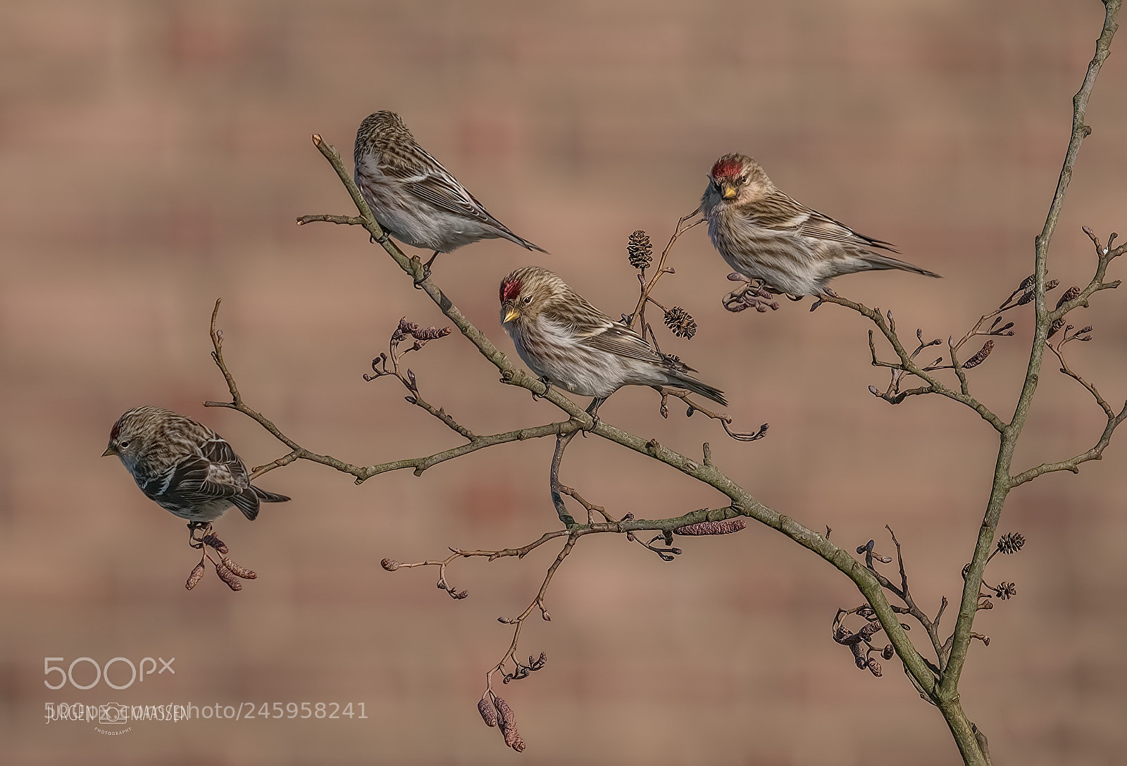 Panasonic Lumix DC-G9 sample photo. Mealy redpoll. photography