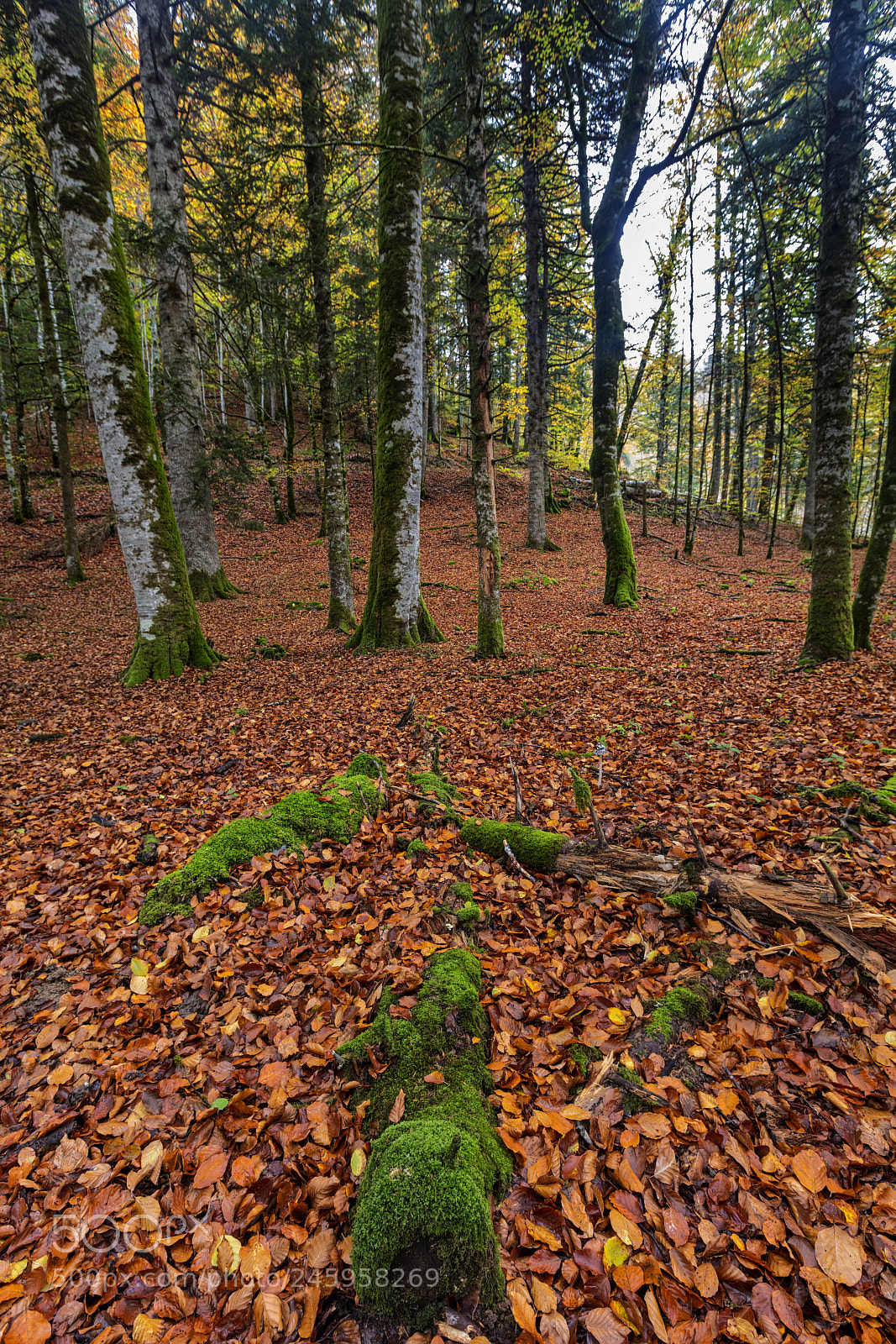 Canon EOS 5DS R sample photo. Secret arrow photography