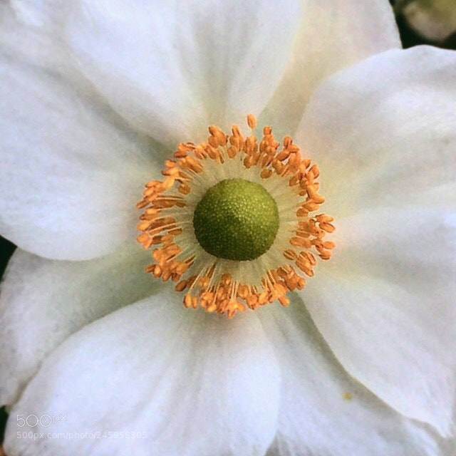 Apple iPhone 6 Plus sample photo. Core photography