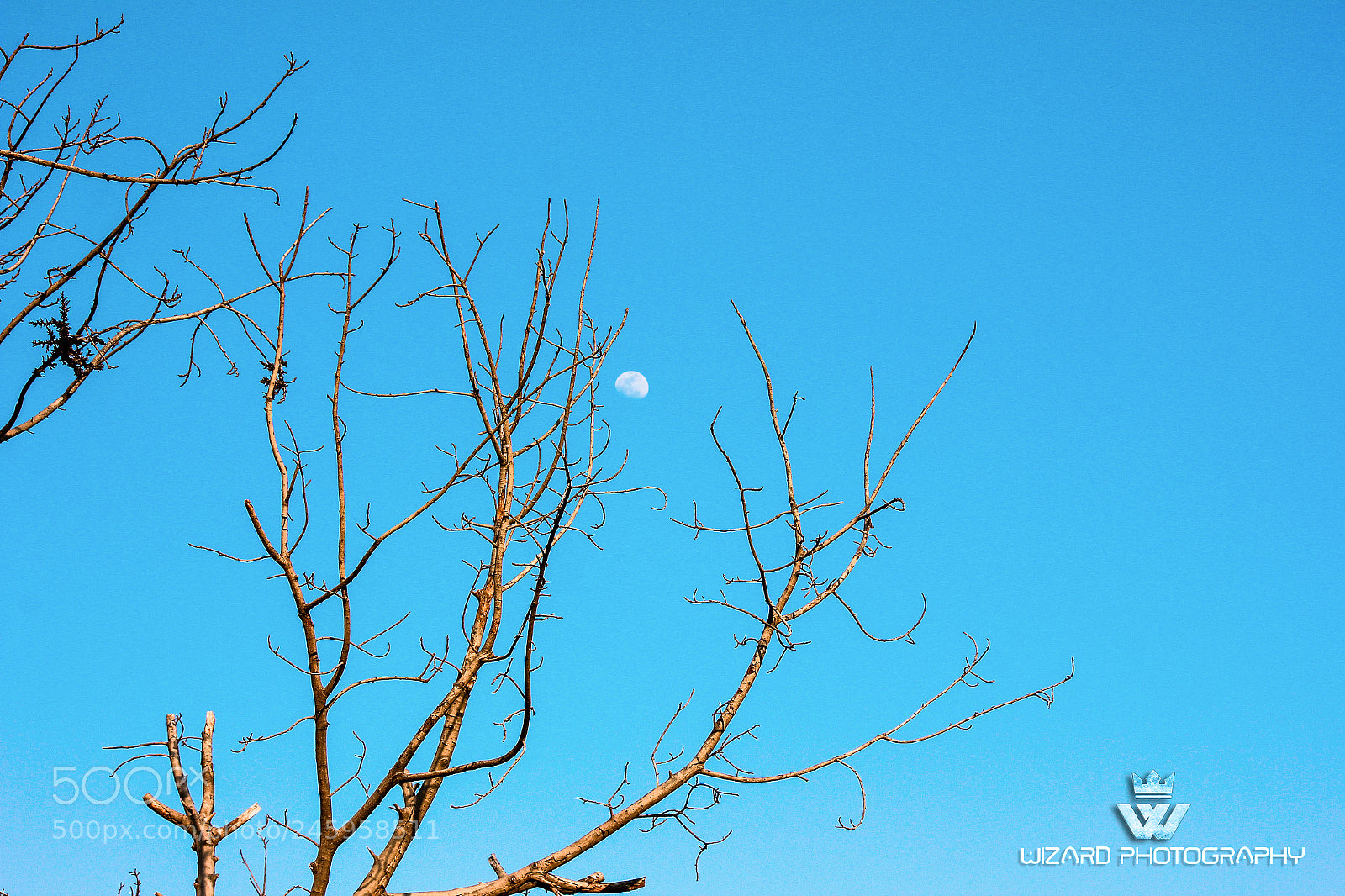 Canon EOS 550D (EOS Rebel T2i / EOS Kiss X4) sample photo. Wizard photography