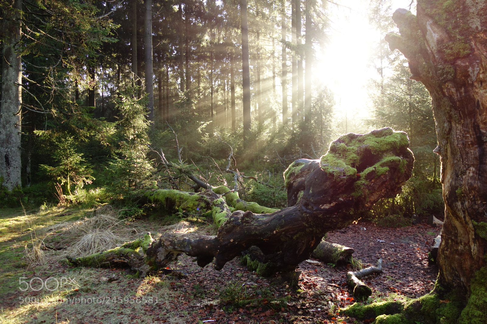 Sony Cyber-shot DSC-RX100 sample photo. Forest - malmedy photography