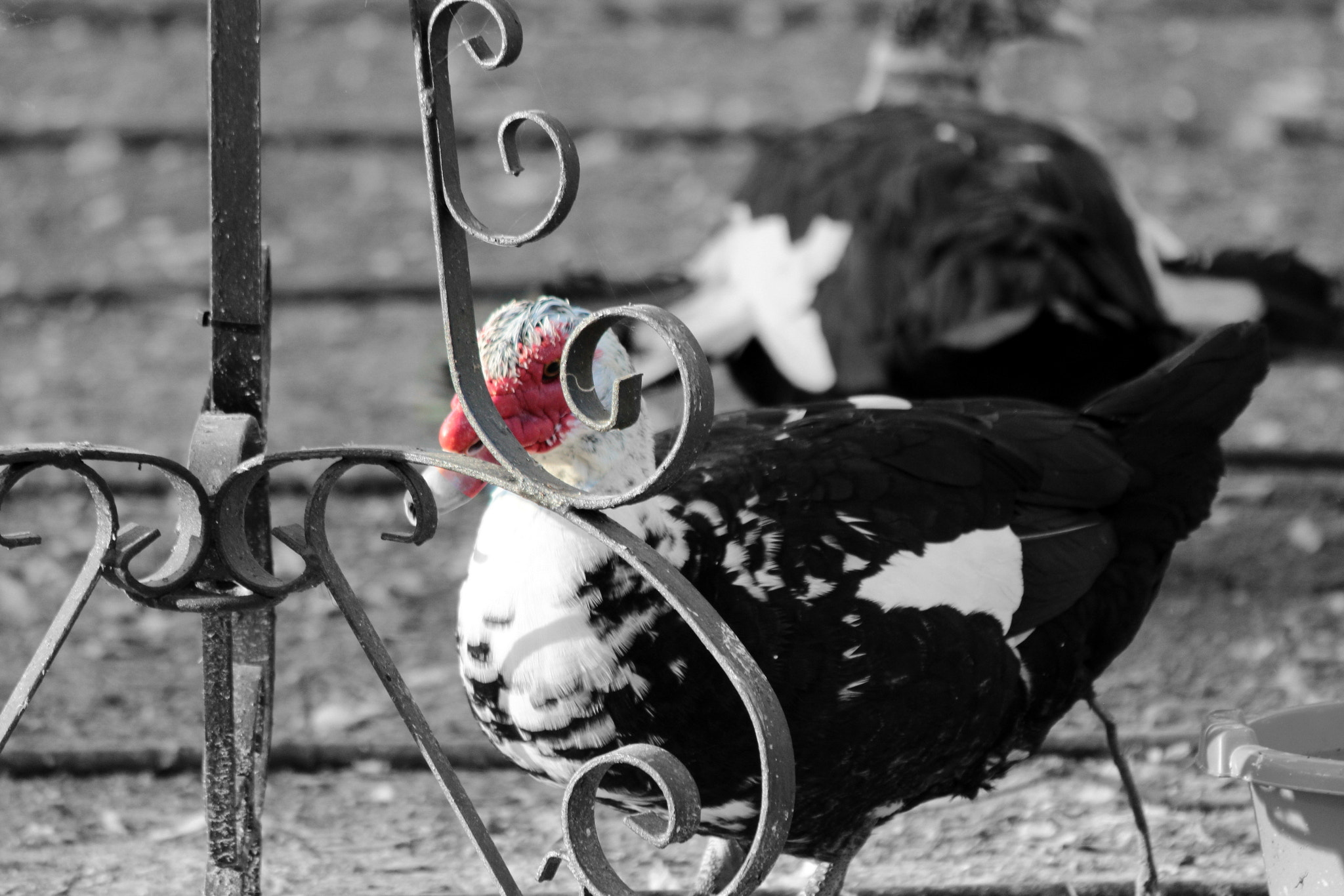 Canon EF 70-300mm F4-5.6 IS USM sample photo. Old duck photography