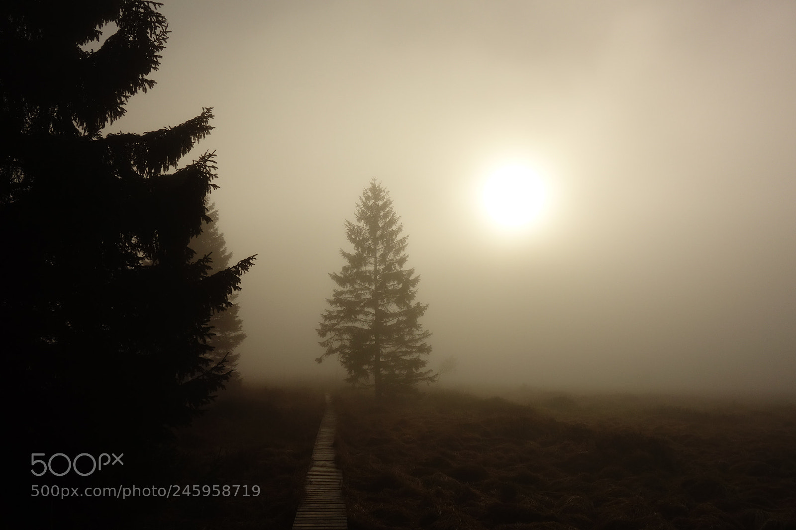 Sony Cyber-shot DSC-RX100 sample photo. The mist photography