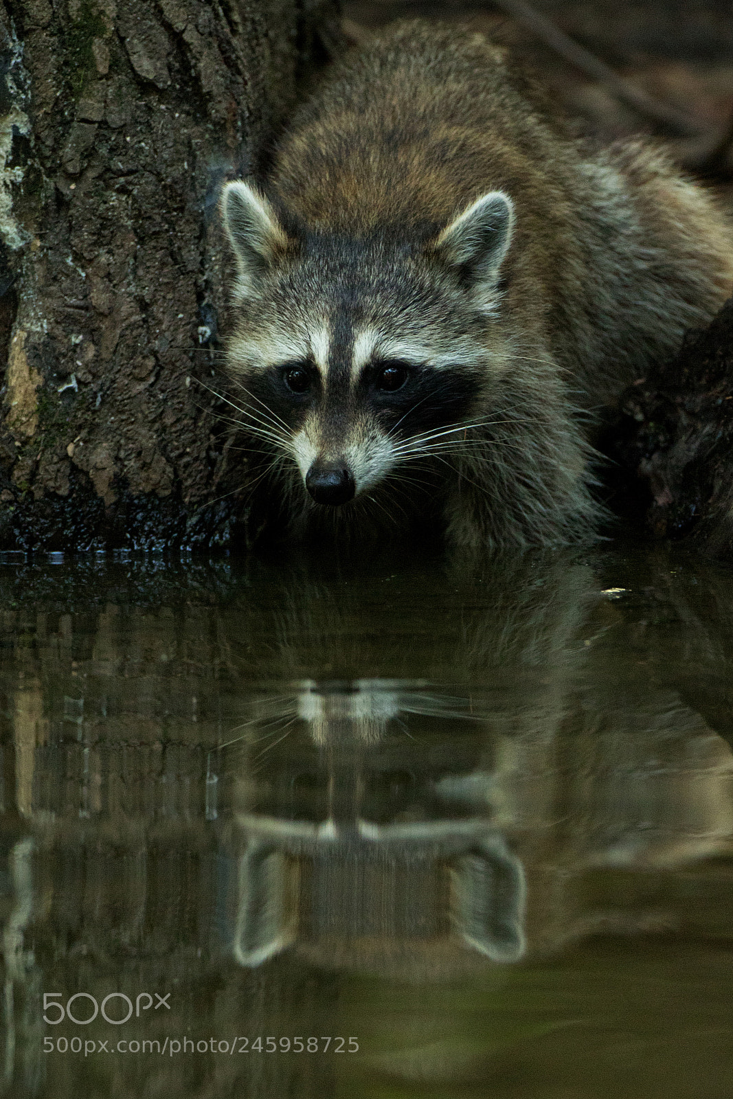 Canon EOS 7D Mark II sample photo. Raccoon reflection photography