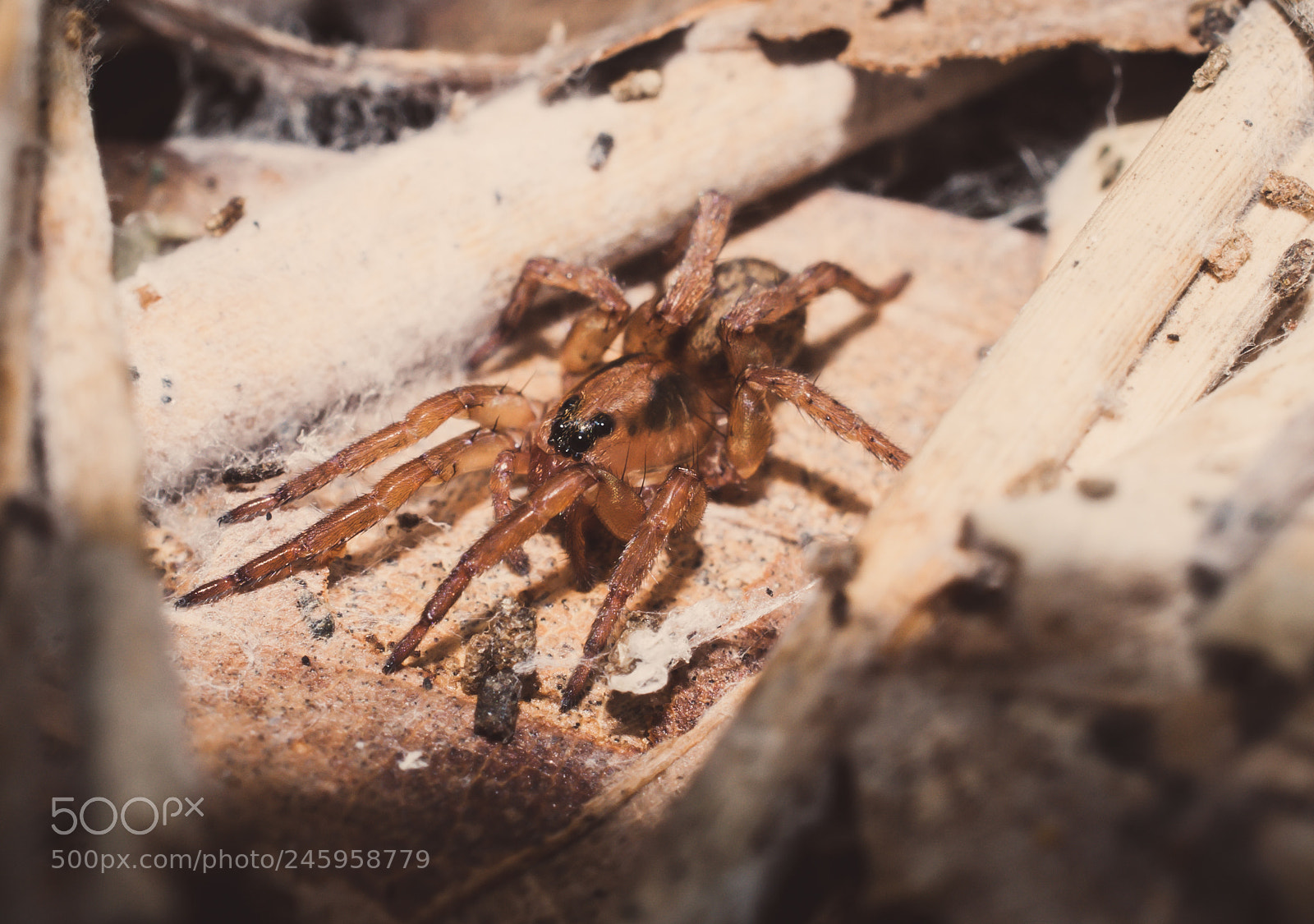 Nikon D90 sample photo. Wolf spider photography
