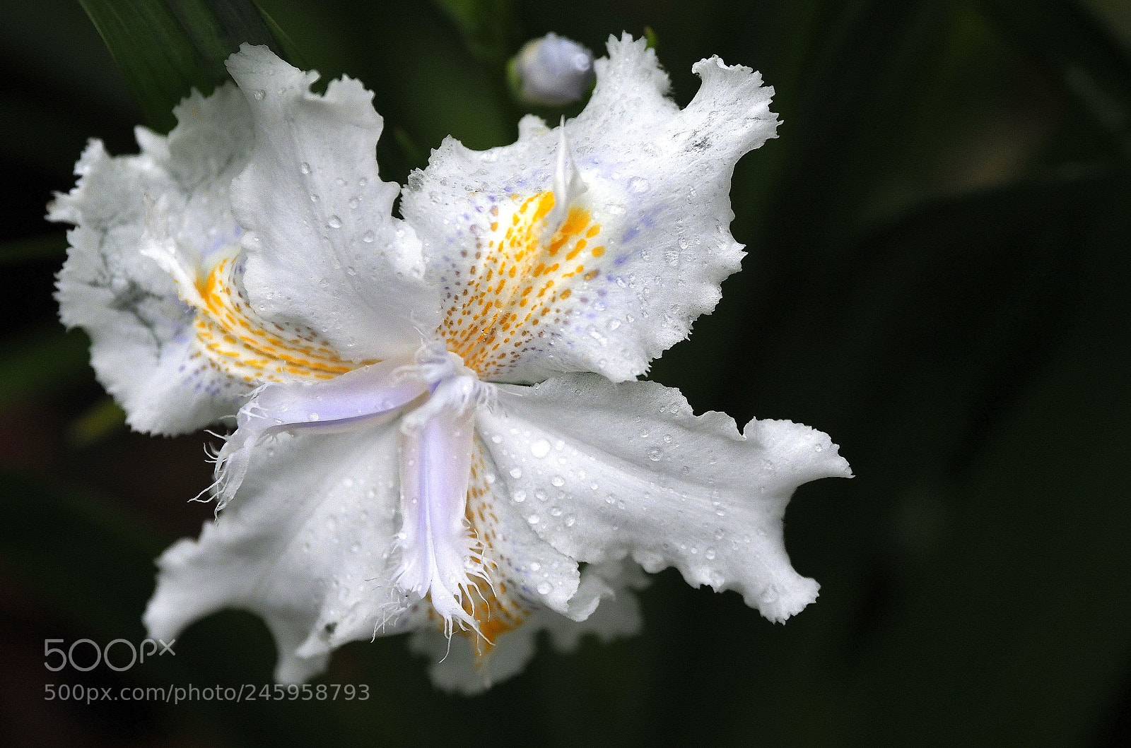 Olympus OM-D E-M1 Mark II sample photo. Iris & dew drops photography