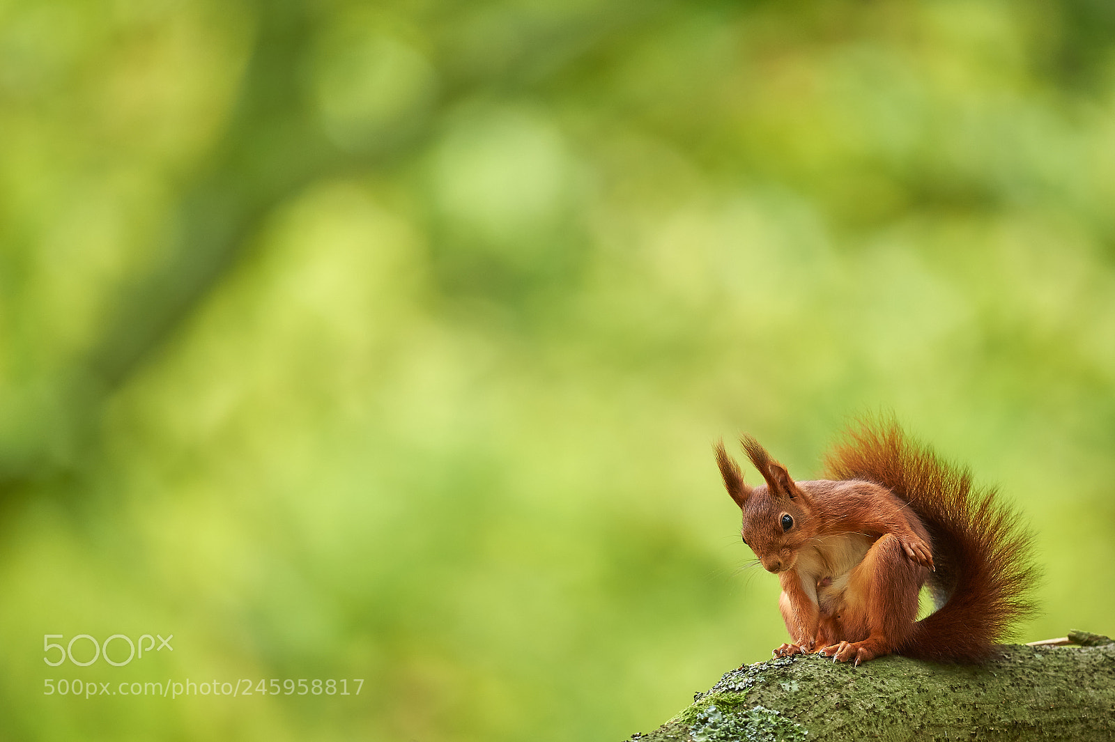 Nikon D4S sample photo. Red squirrel photography