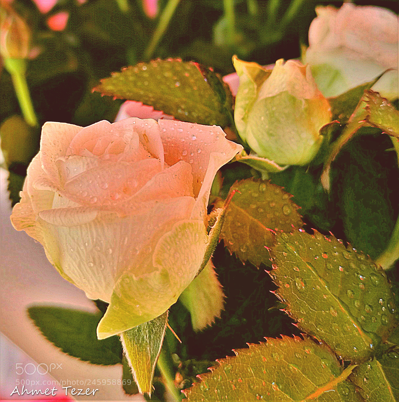 HUAWEI P9 sample photo. Pink rose photography