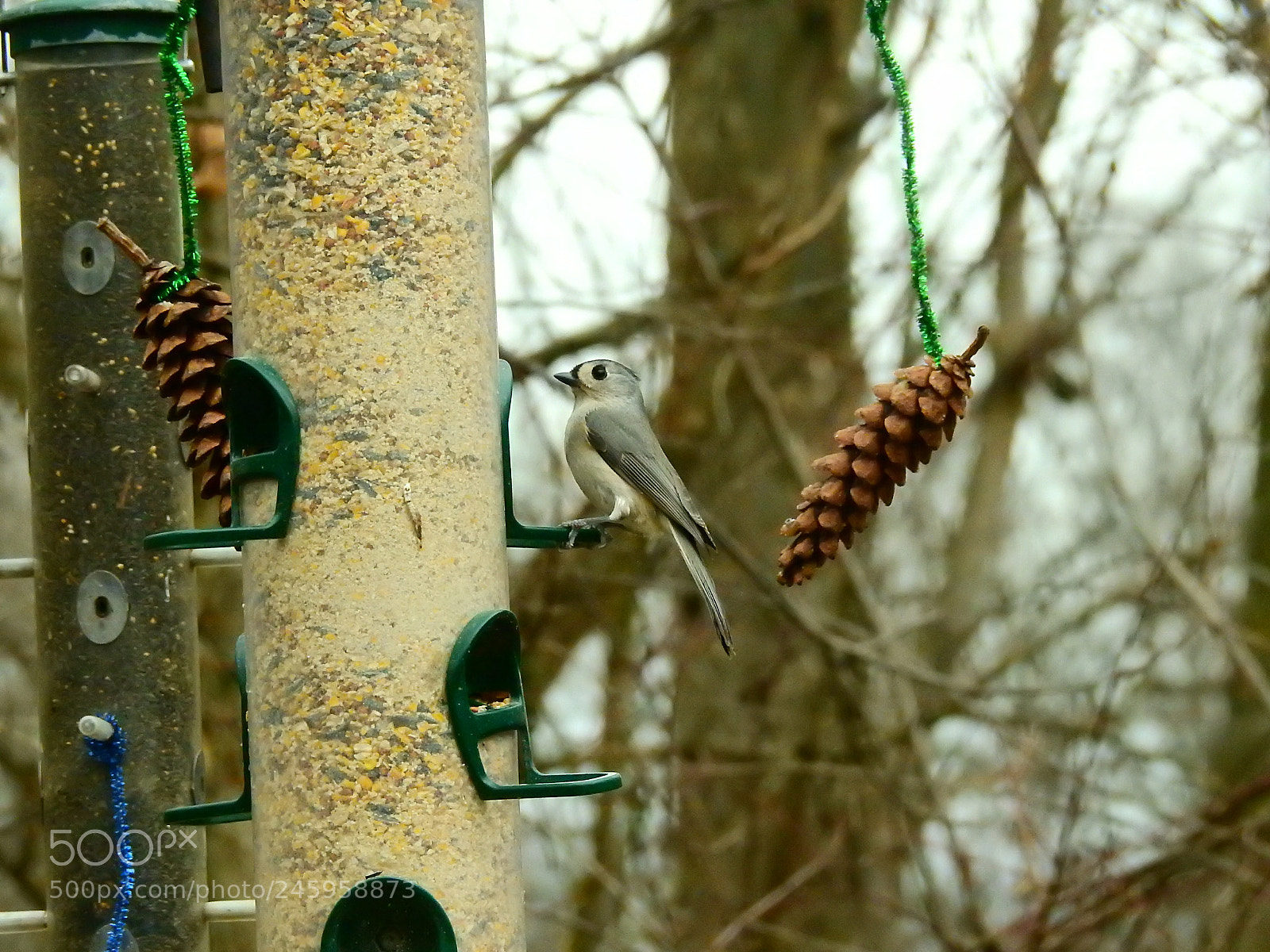 Nikon Coolpix P900 sample photo. Feeding time photography
