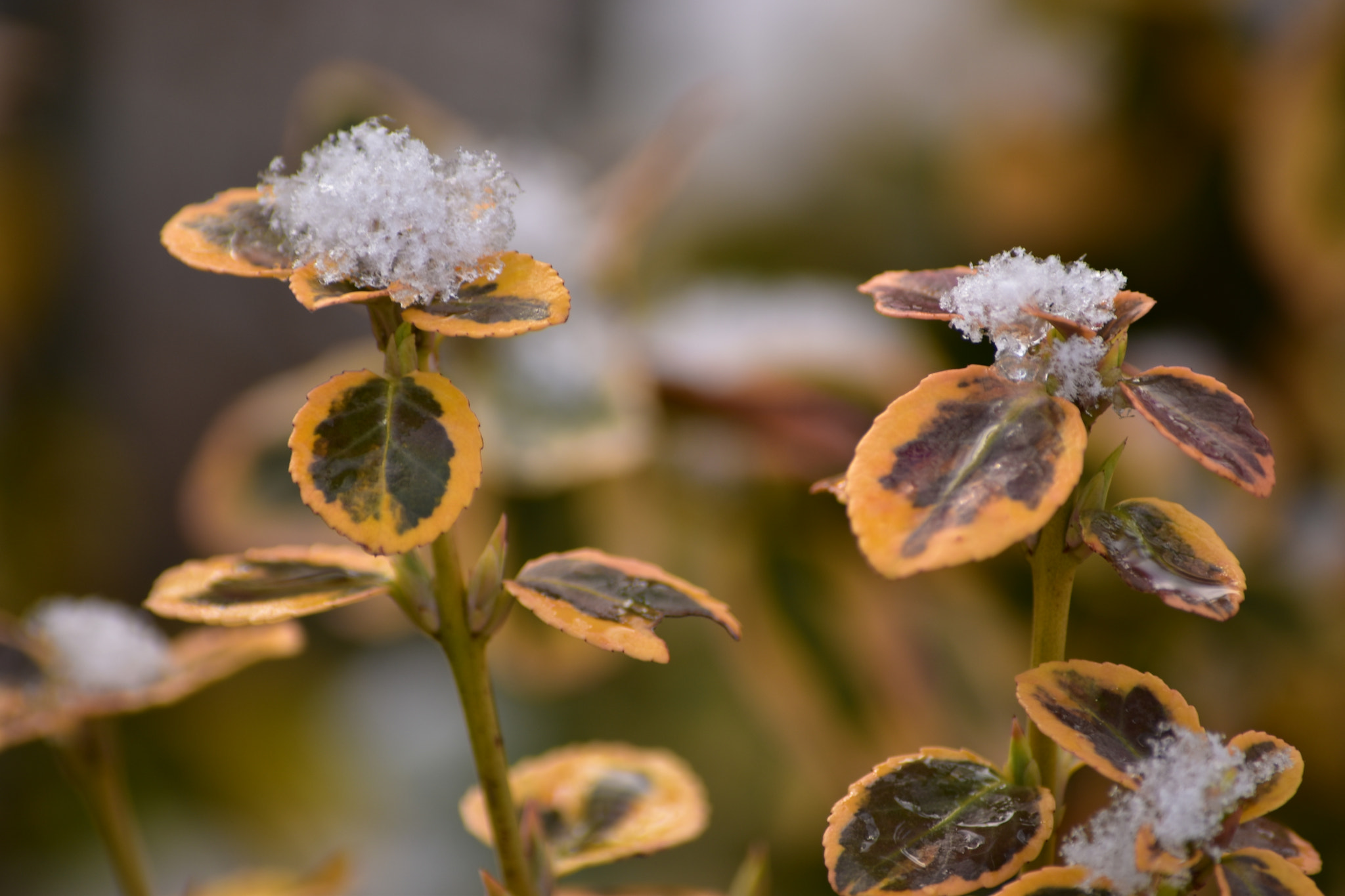 Nikon D5500 sample photo. Chapeaux de neige photography