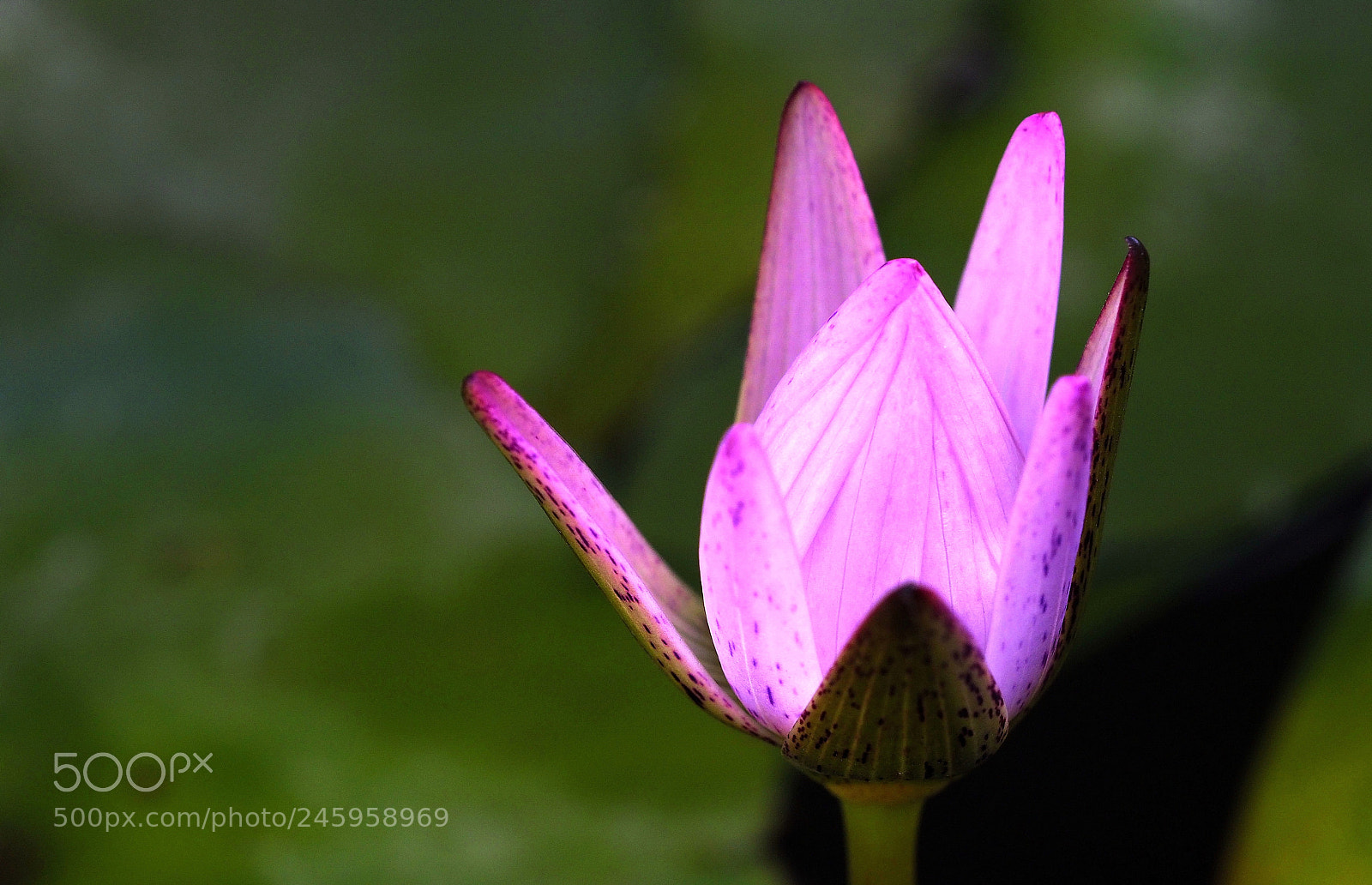 Olympus OM-D E-M1 Mark II sample photo. Water lily photography