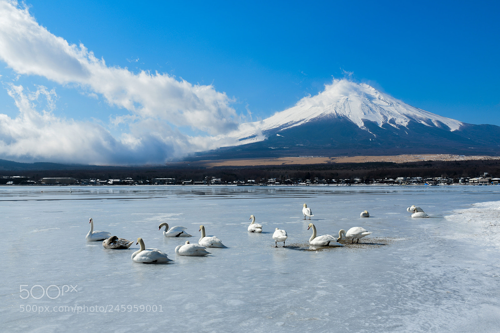 Nikon D850 sample photo. Swan lake and fuji photography
