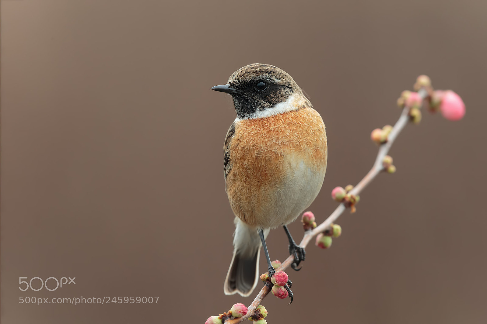 Canon EOS-1D X sample photo. Stonechat photography
