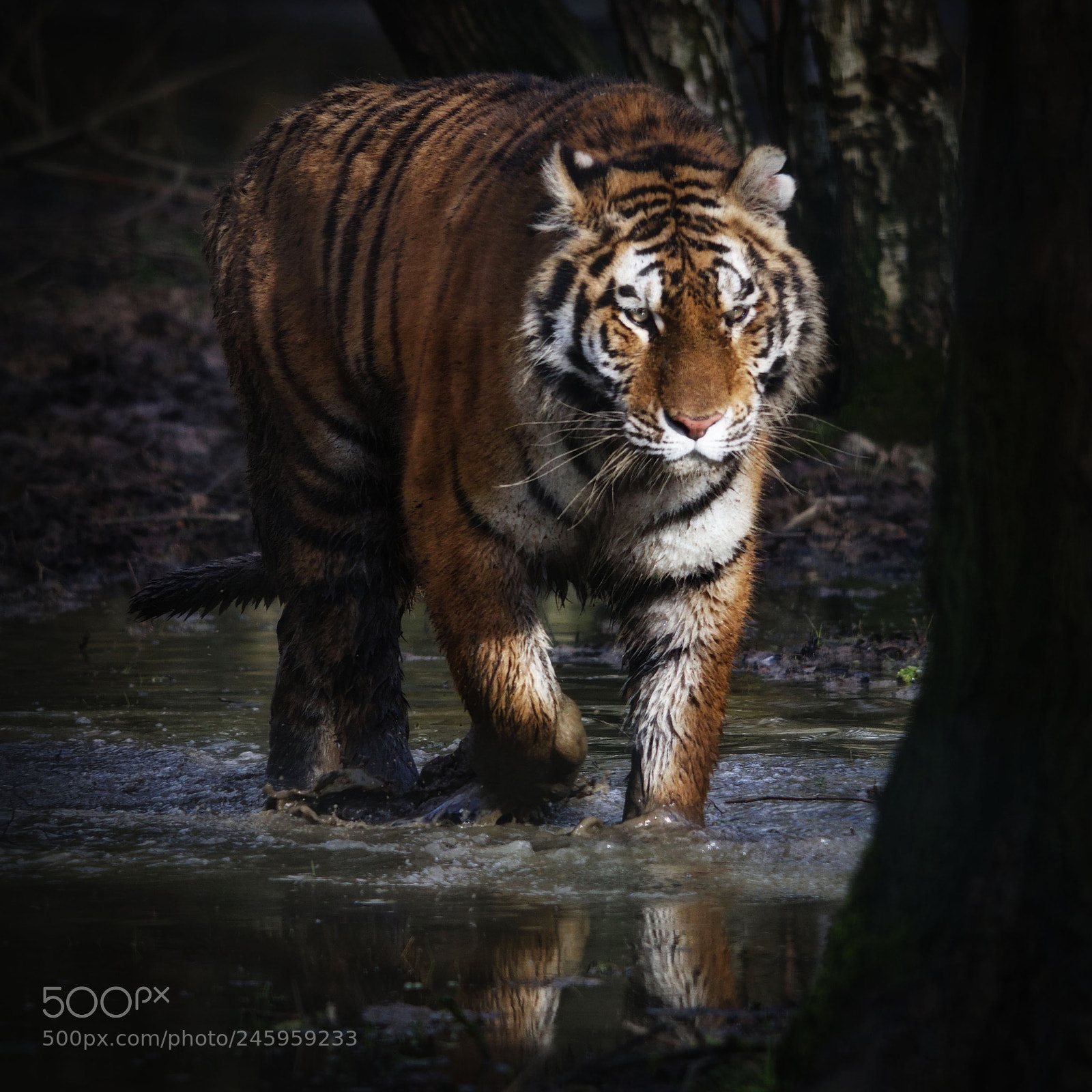 Canon EOS M5 sample photo. Tigre photography