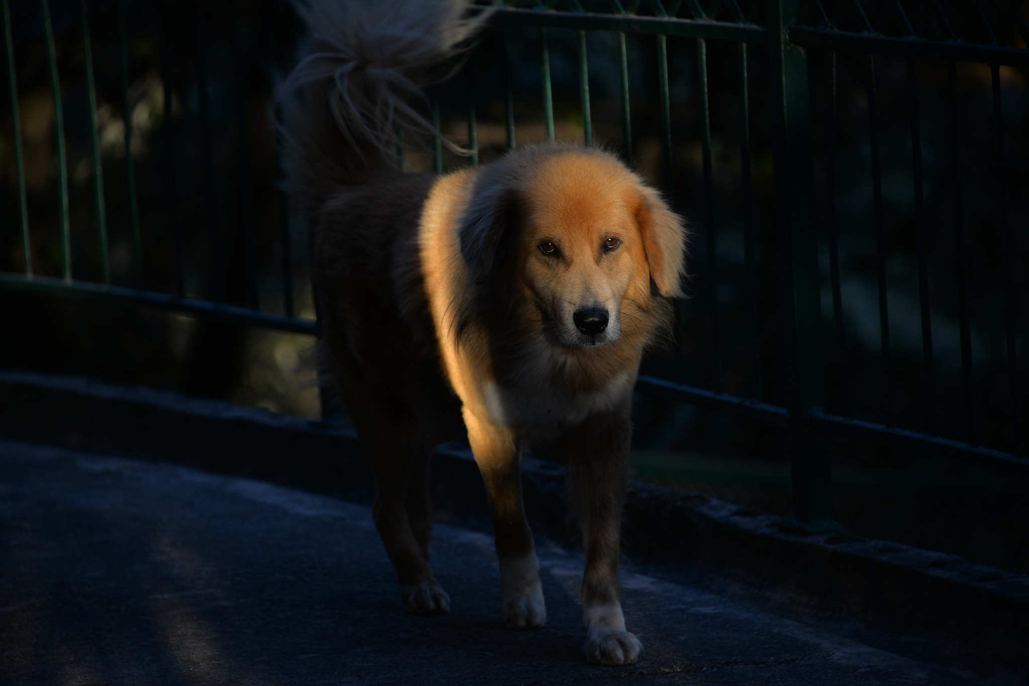 Nikon D610 sample photo. Rustum photography