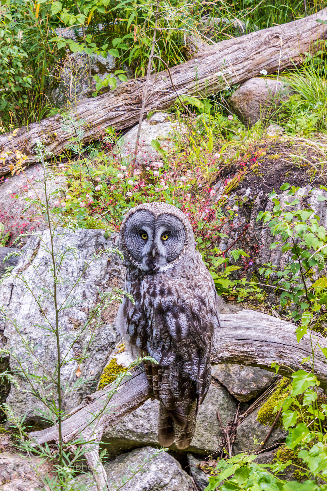 Canon EOS 550D (EOS Rebel T2i / EOS Kiss X4) sample photo. Eagle owl photography