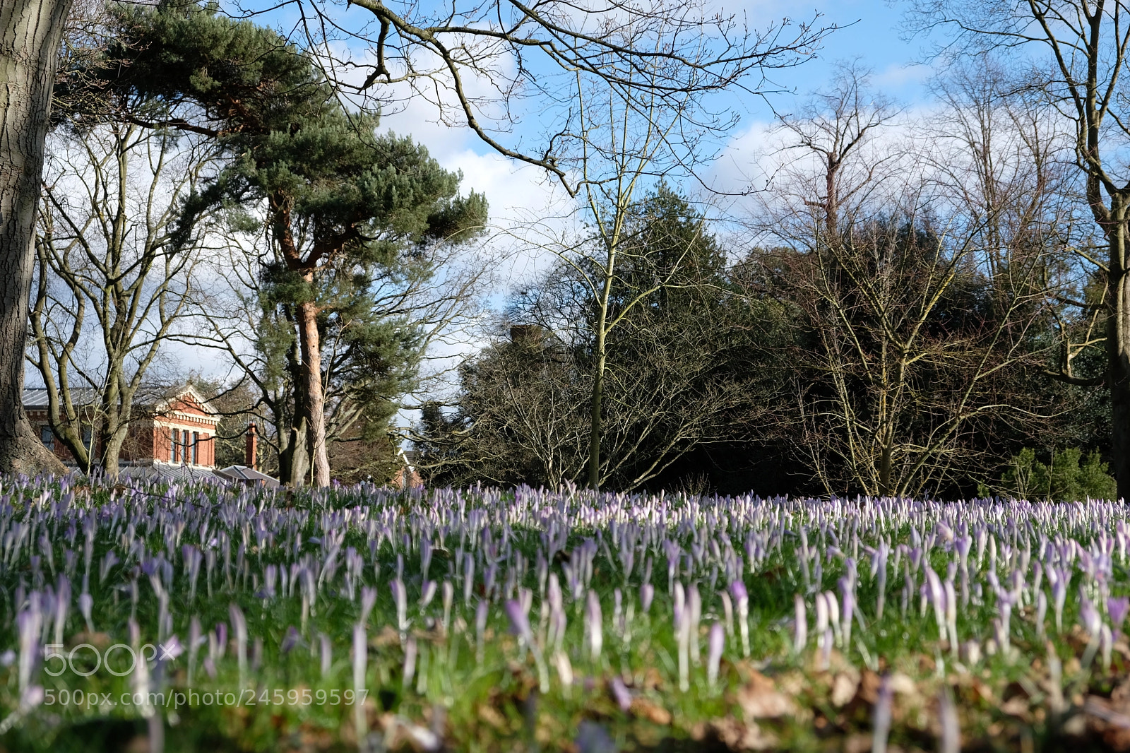 Fujifilm X-T2 sample photo. Spring is springing photography