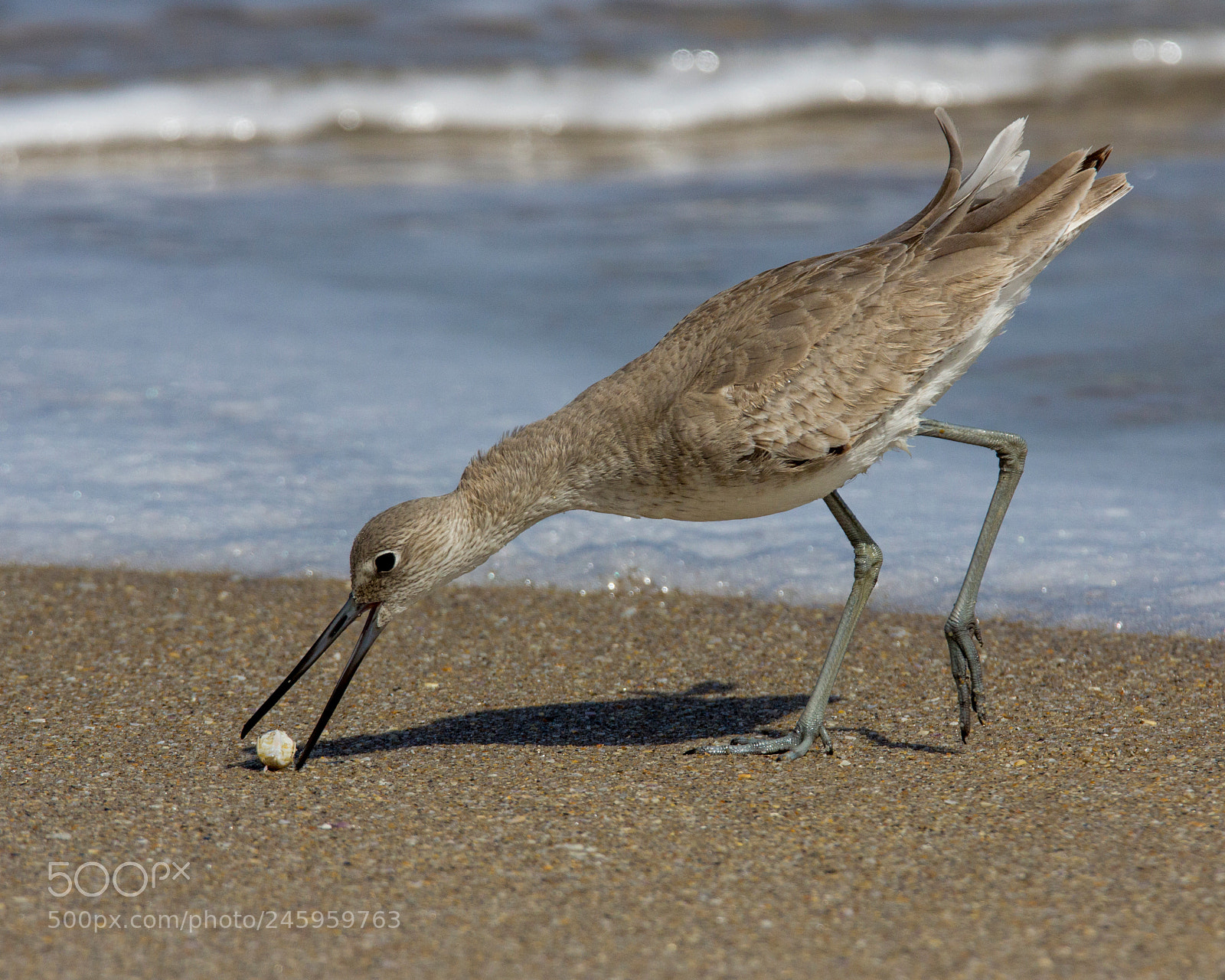 Canon EOS 60D sample photo. Willet photography