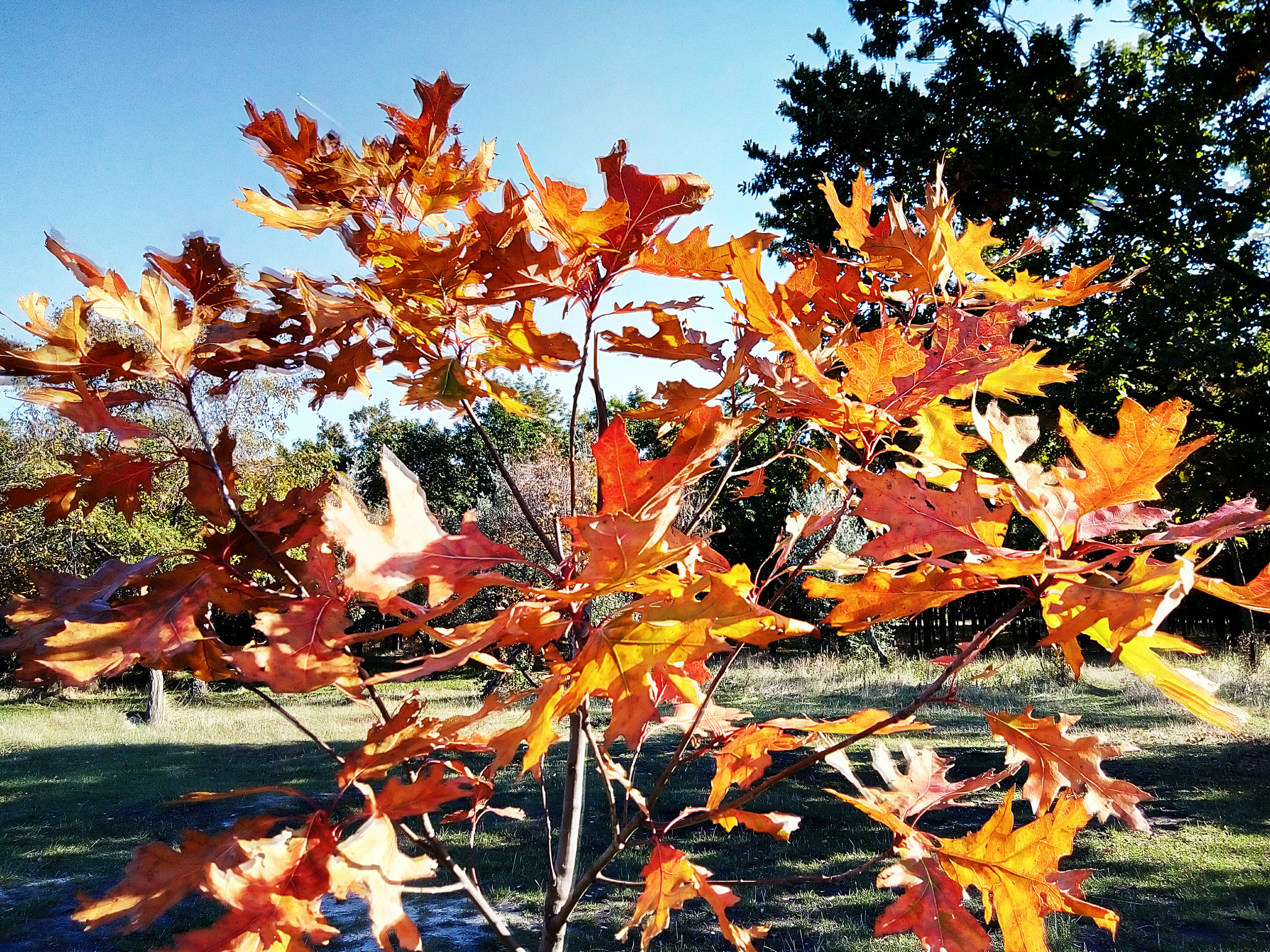 Meizu M5s sample photo