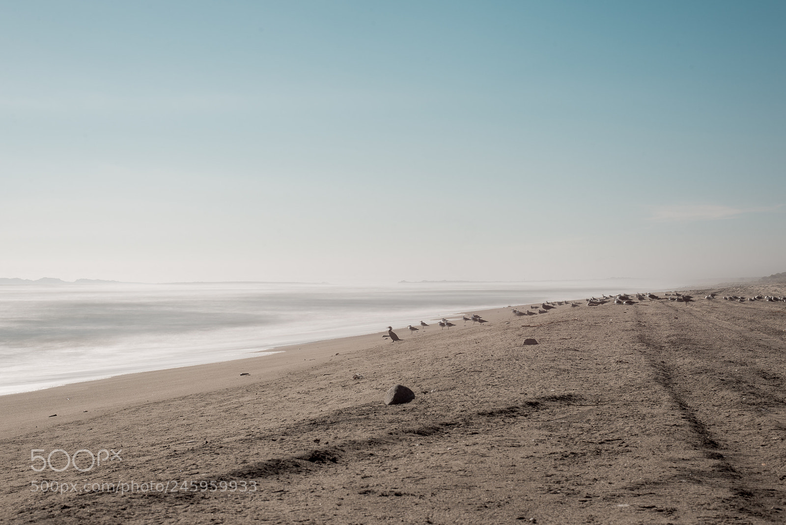 Nikon D610 sample photo. Gaviotas frente al mar photography