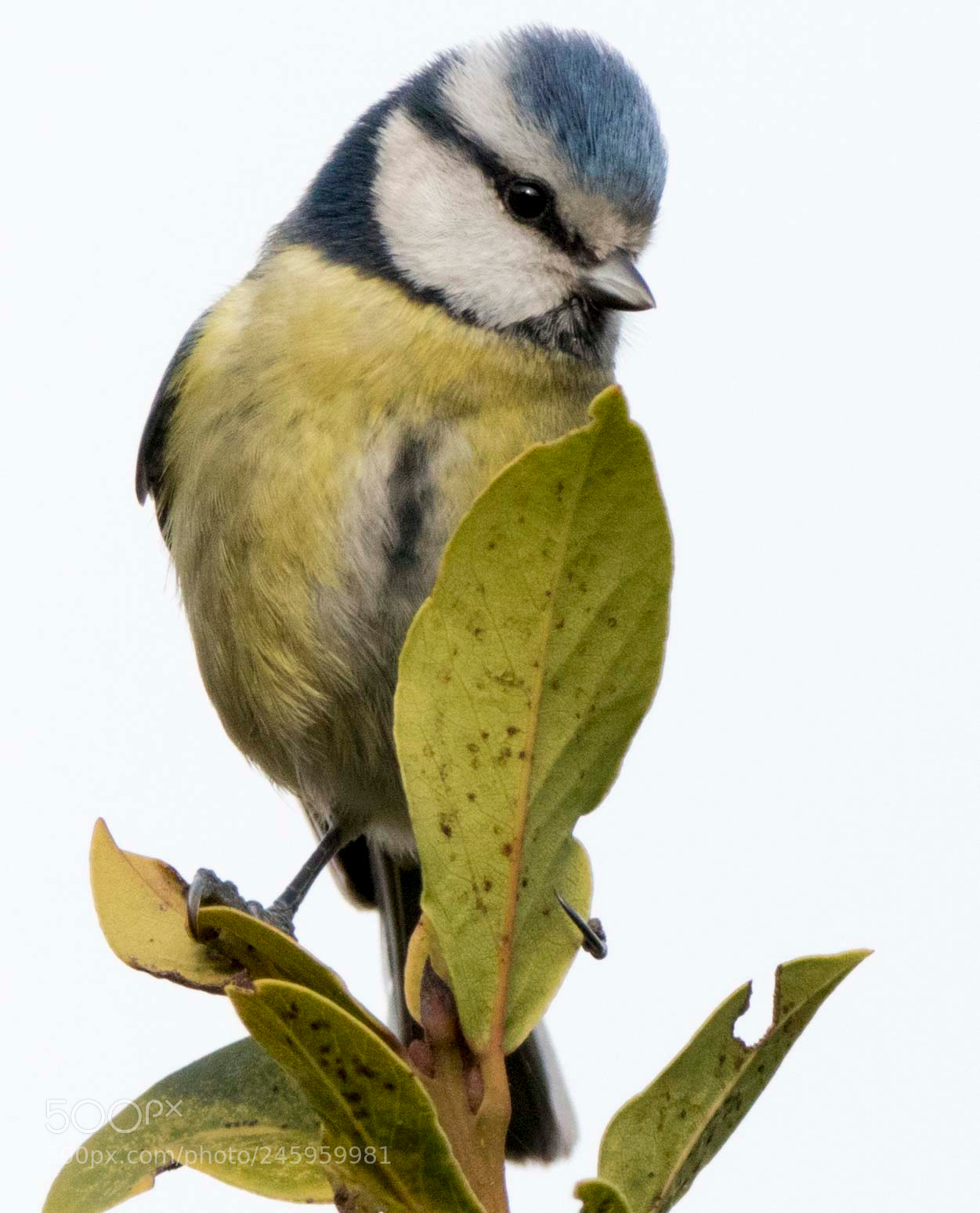 Canon EOS 7D Mark II sample photo. Mésange bleu ! photography