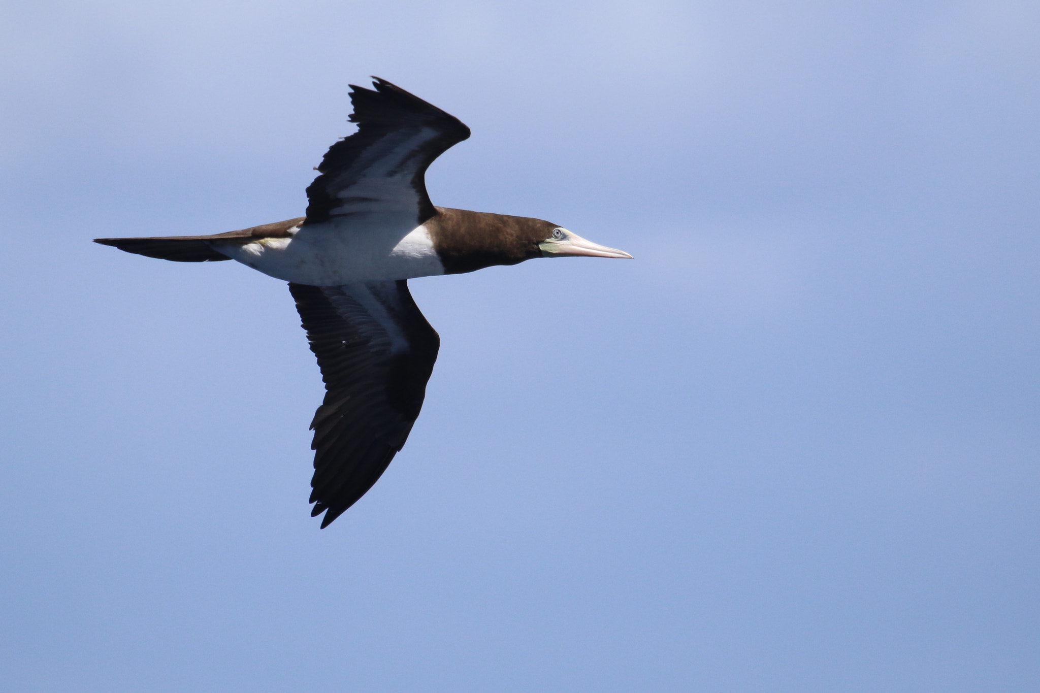 Canon EOS 7D Mark II + Canon EF 100-400mm F4.5-5.6L IS USM sample photo. Brown booby hunting for flying fish photography