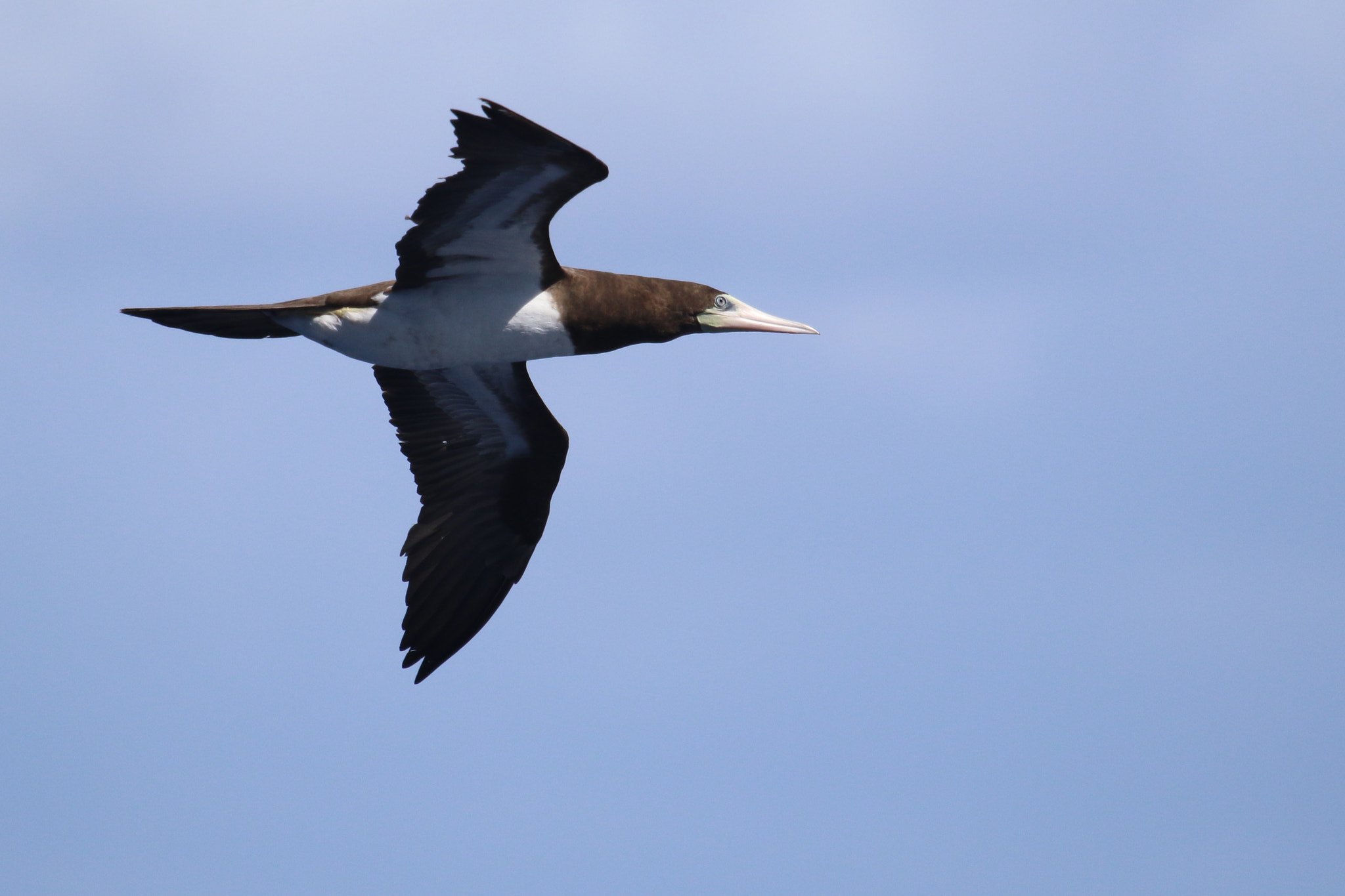 Canon EF 100-400mm F4.5-5.6L IS USM sample photo. Brown booby hunting for flying fish photography