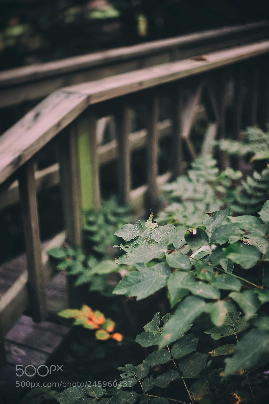 Nikon D3 sample photo. Pathway photography
