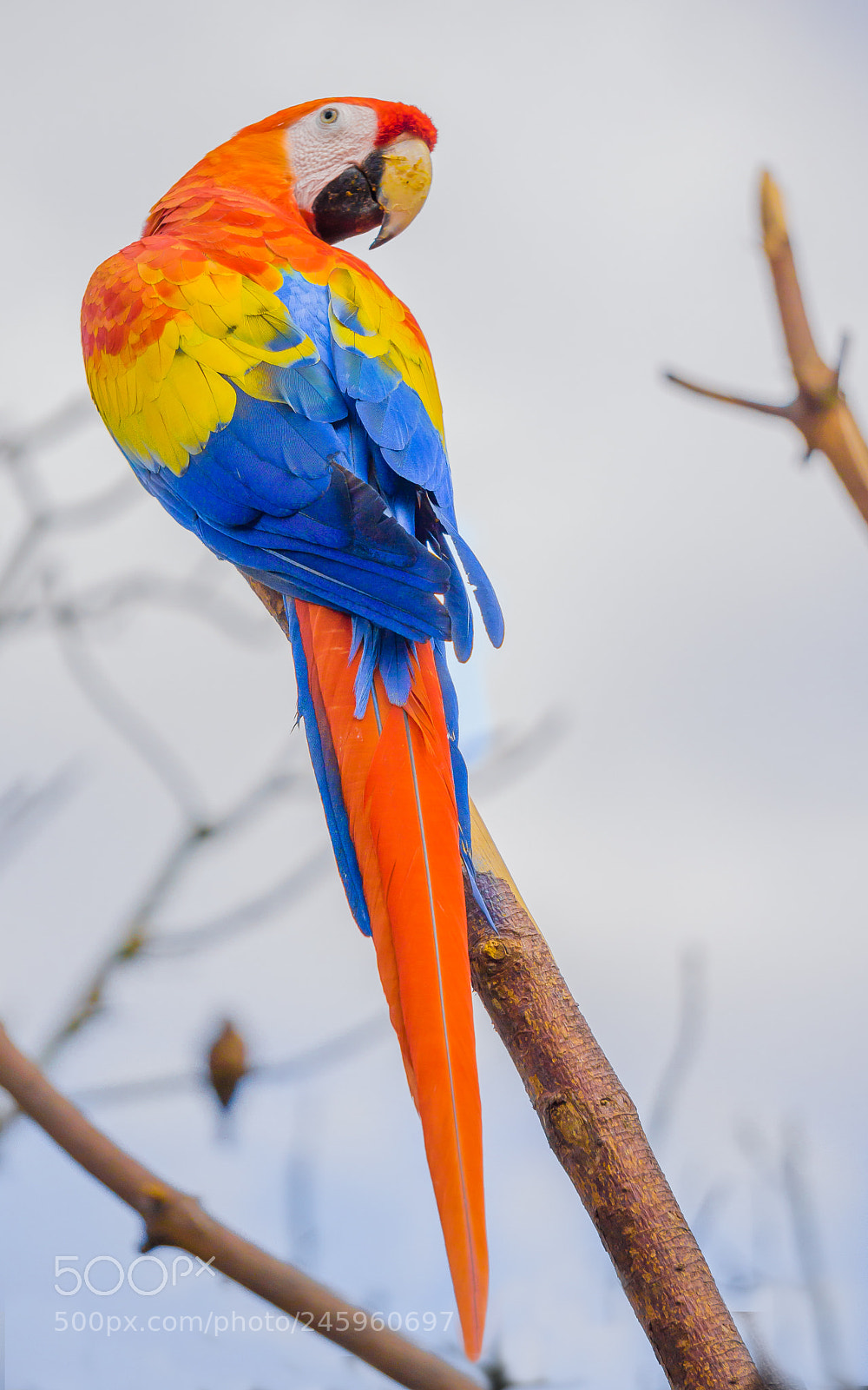 Sony a6000 sample photo. Macaw photography