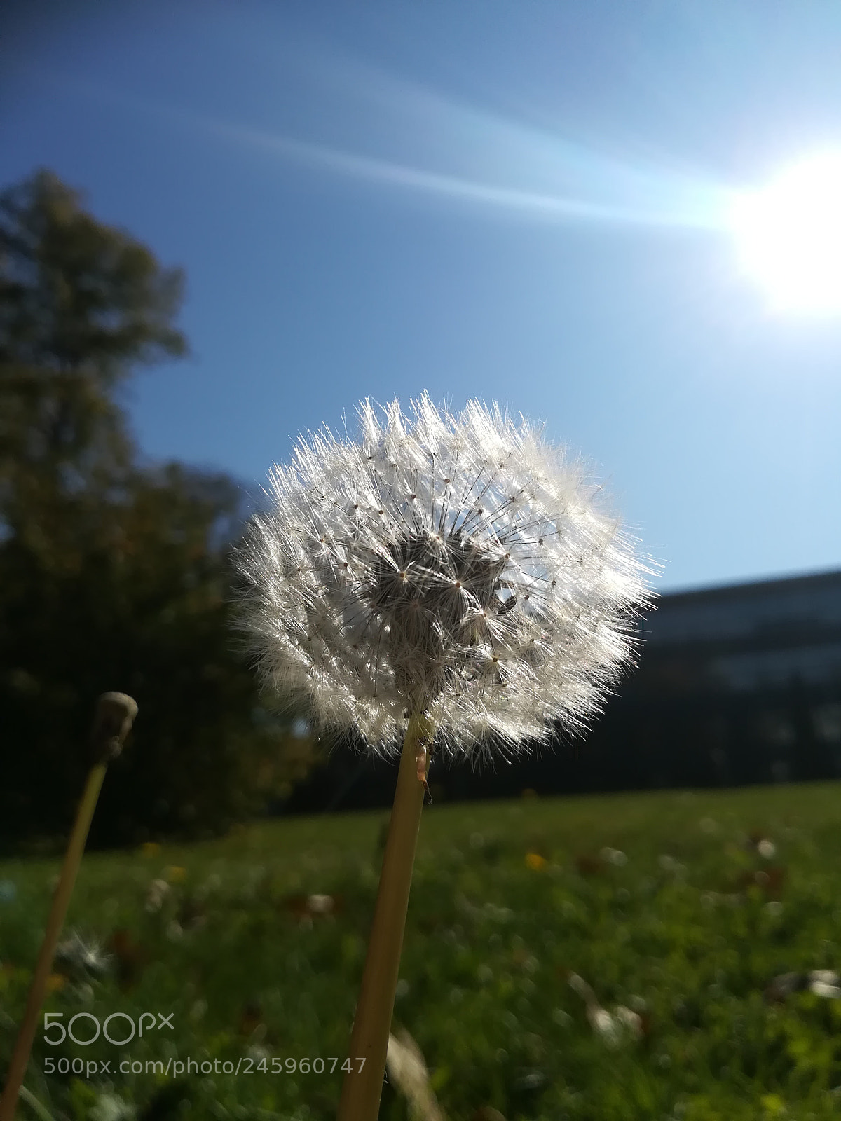 HUAWEI P10 lite sample photo. Sunshine photography