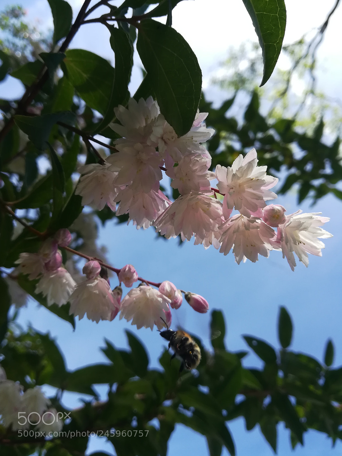 HUAWEI P10 lite sample photo. Sdr photography