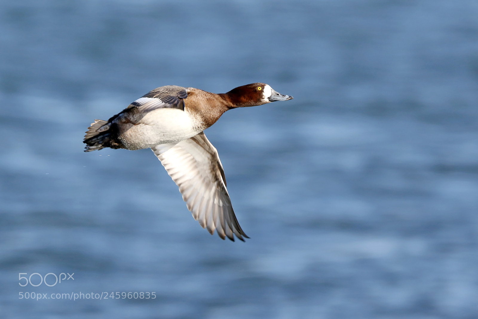 Canon EOS 7D Mark II sample photo. Lesser scaup photography