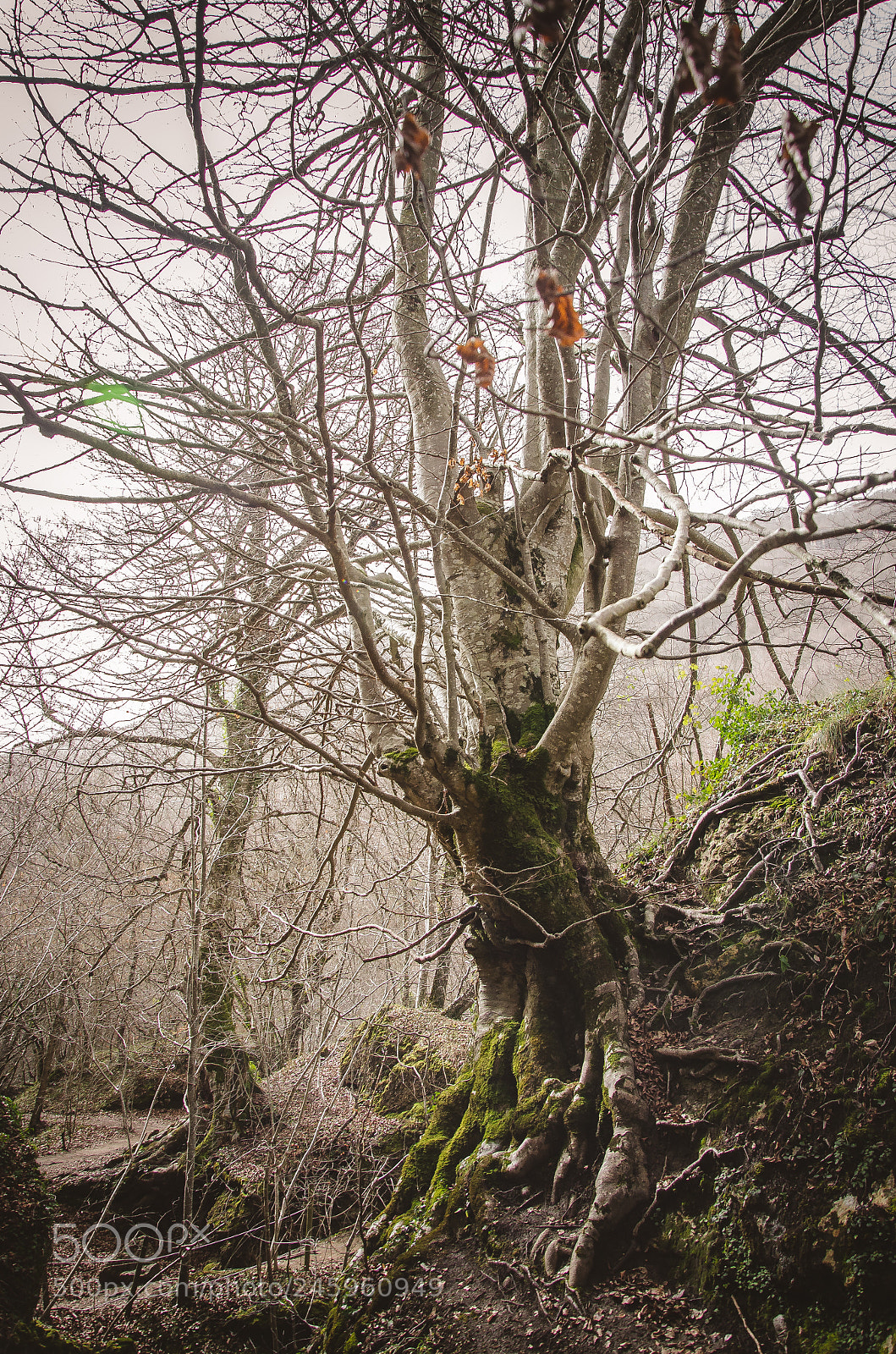 Nikon D5100 sample photo. Nacimiento de urederra photography