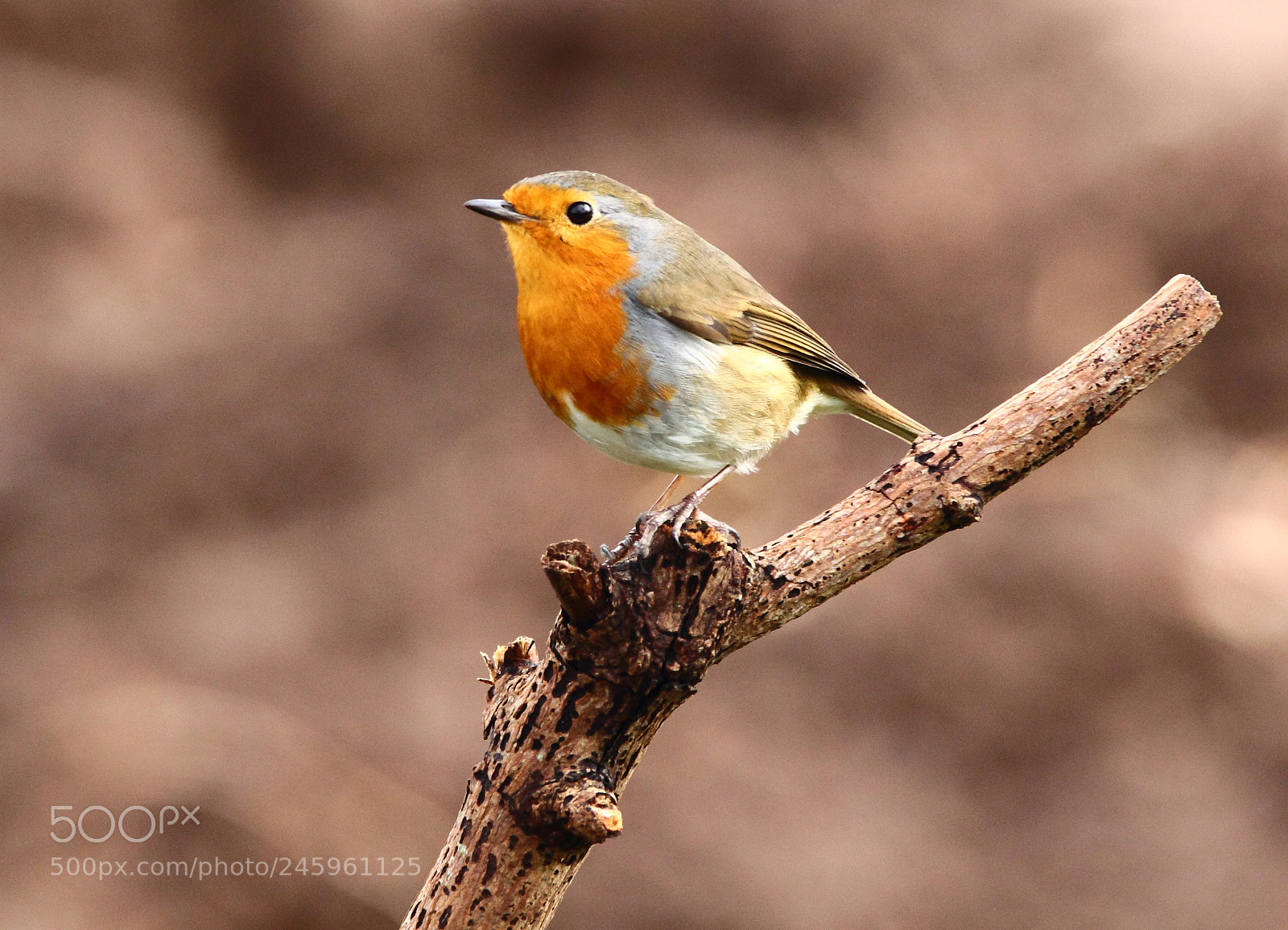 Canon EOS-1D Mark IV sample photo. Robin photography