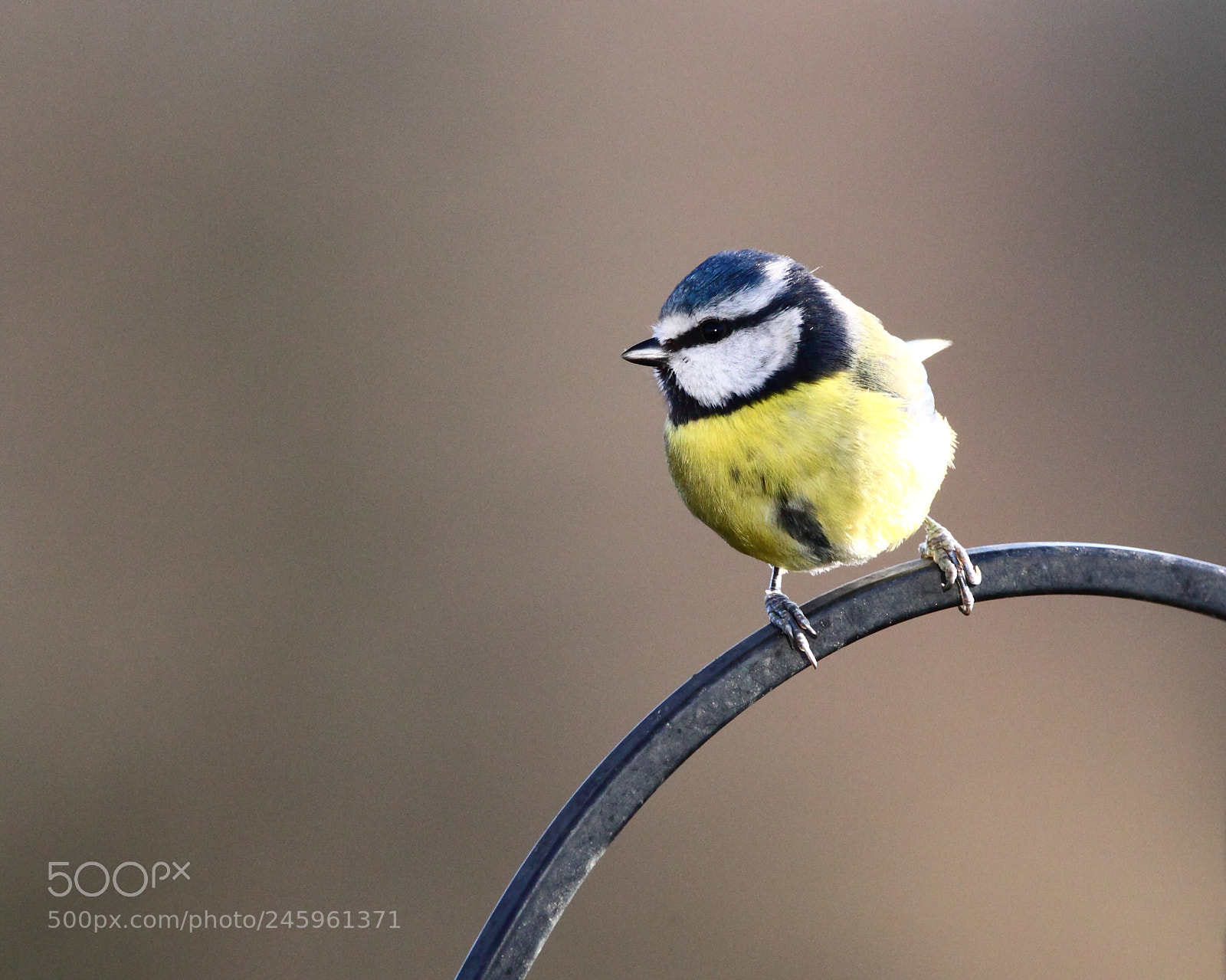 Canon EOS-1D Mark IV sample photo. Blue tit photography
