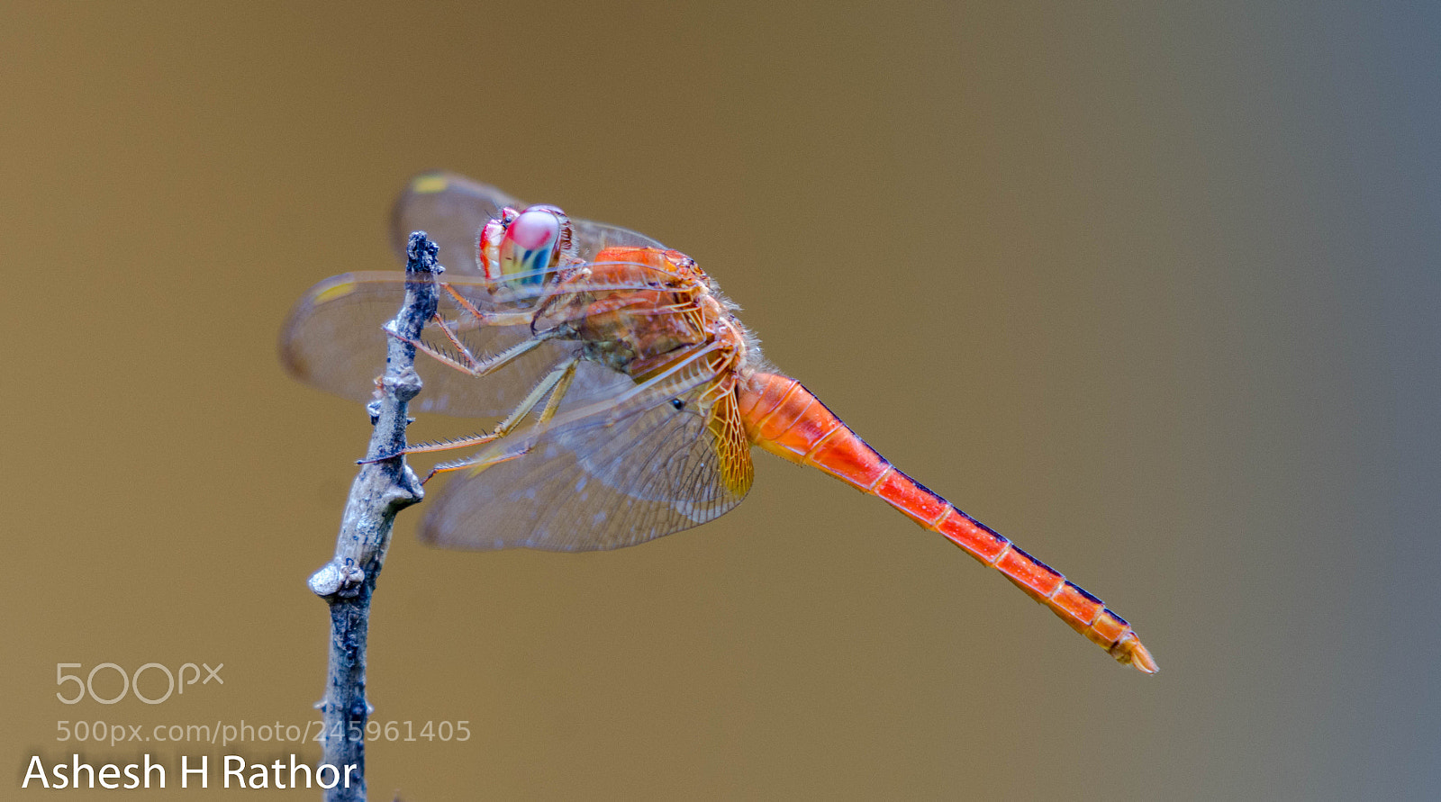 Nikon D7200 sample photo. Scarlet skimmer photography
