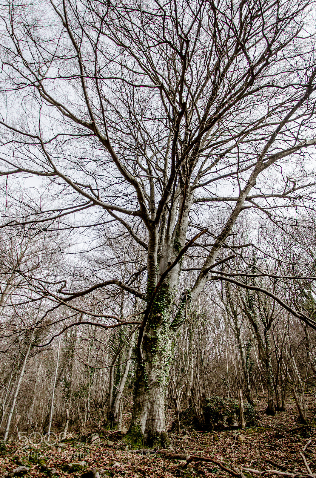 Nikon D5100 sample photo. Nacimiento de urederra photography