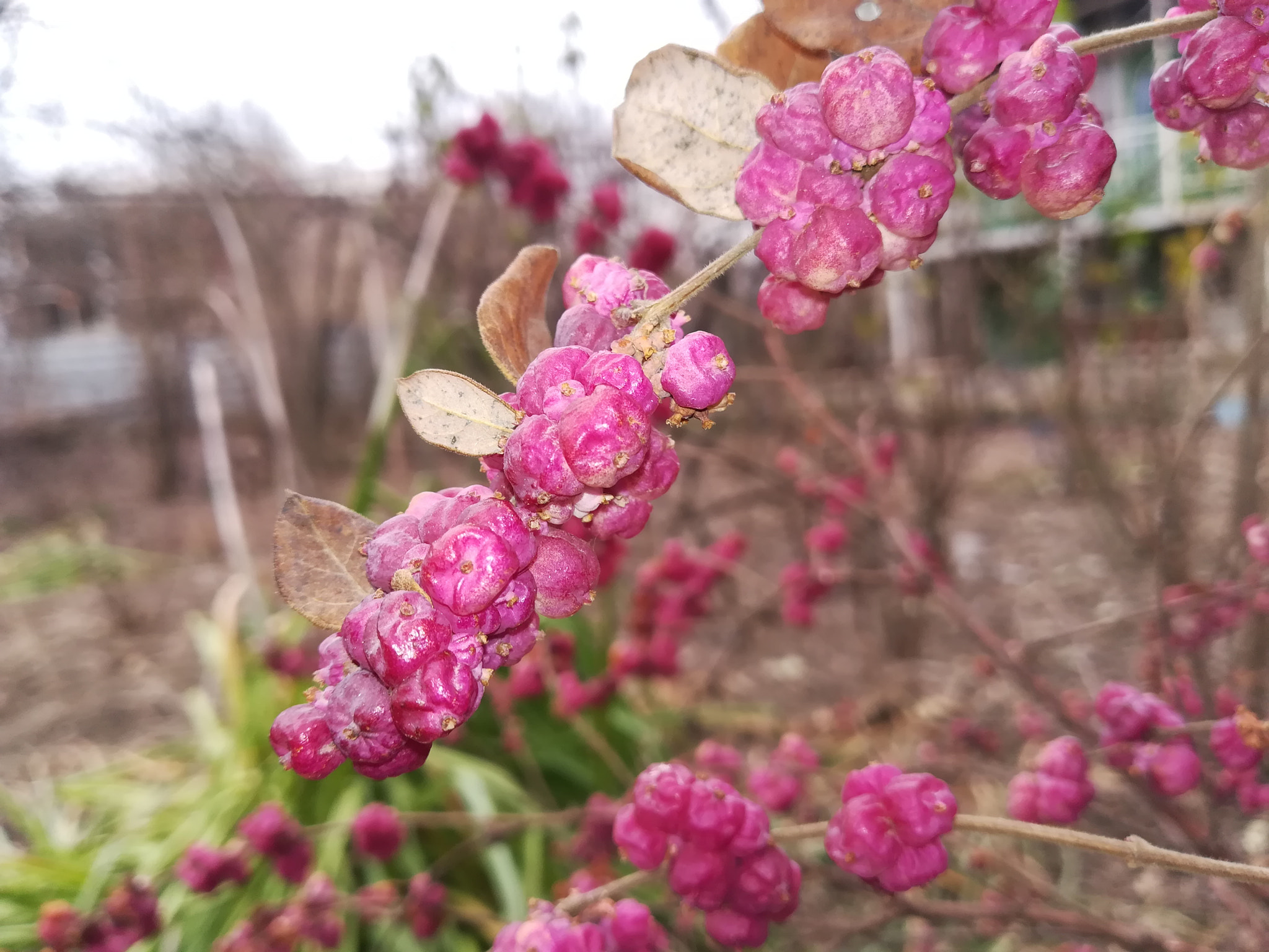 HUAWEI P8 lite 2017 sample photo